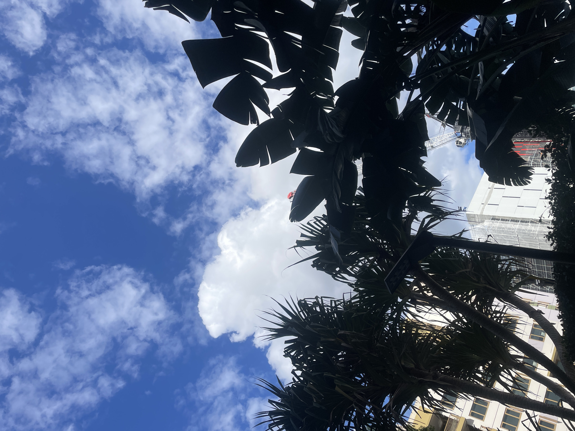 A low-angle, silhouetted view of lush, dark green foliage from tropical plants, likely Strelitzia (bird of paradise) or similar, dominates the foreground and mid-ground. The leaves are large and spread out, creating a dramatic, almost abstract pattern against a bright blue sky dotted with white, fluffy cumulus clouds.
In the background, peeking through gaps in the foliage, are elements of an urban environment. To the left, a portion of a light-colored building with numerous rectangular windows is visible. Further right, a white building, possibly under construction, is partially covered with scaffolding or netting. A large, white construction crane with a red element on its jib is prominent in the upper mid-ground, extending above the foliage.
A small, bright red object, possibly a flag or a piece of safety equipment, is visible on a leaf of a bird of paradise plant in the upper center of the image. The lighting suggests a sunny day. The overall impression is a juxtaposition of tropical nature against a developing urban landscape. This scene is consistent with locations in Brisbane, Australia, known for its subtropical climate and ongoing urban development.