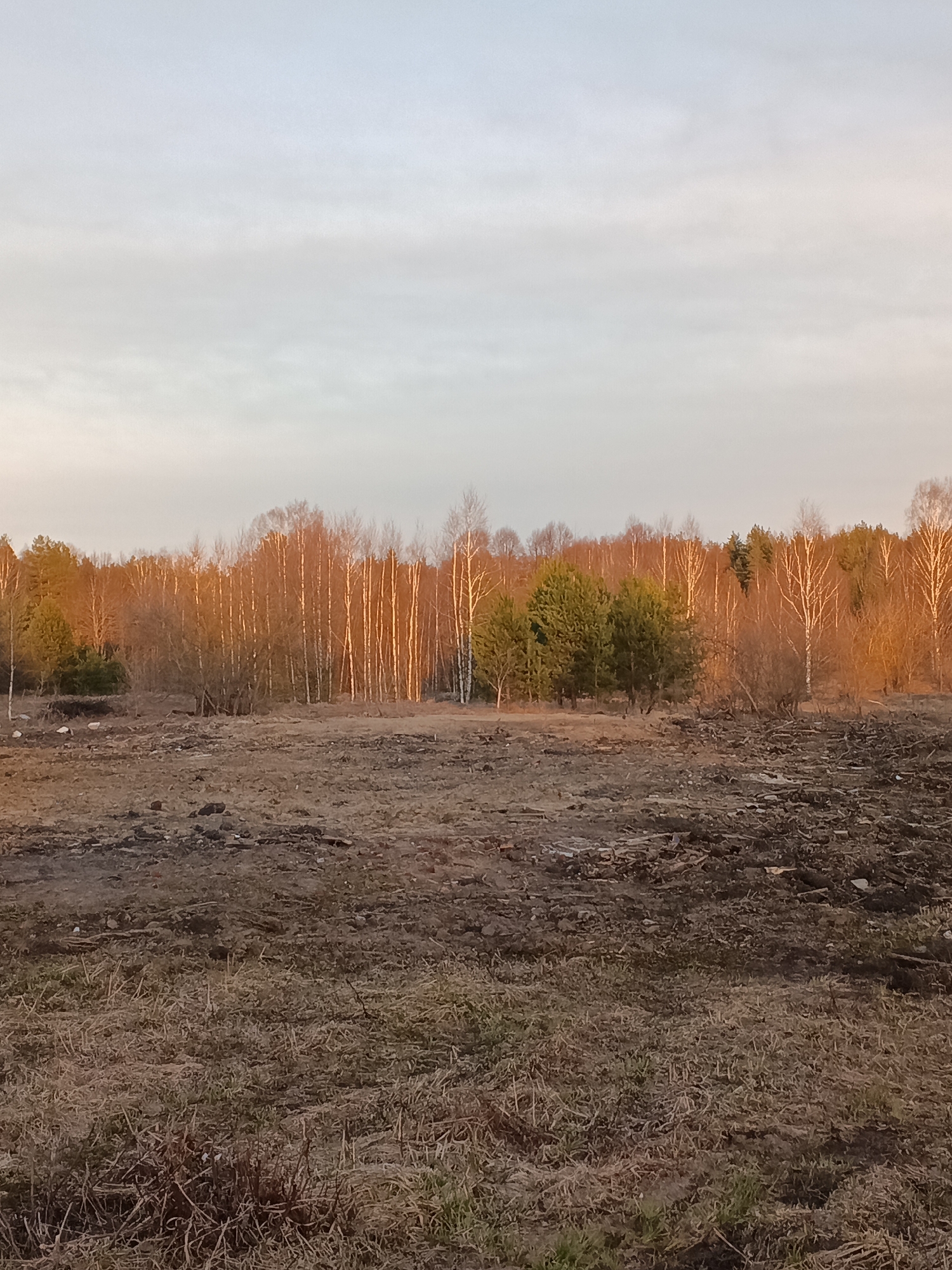 The image shows a field in Красный Маяк, Russia, leading up to a line of trees. The field is covered in dry grass and dirt. The trees are mostly bare, with some green trees mixed in. The sky is cloudy and overcast.