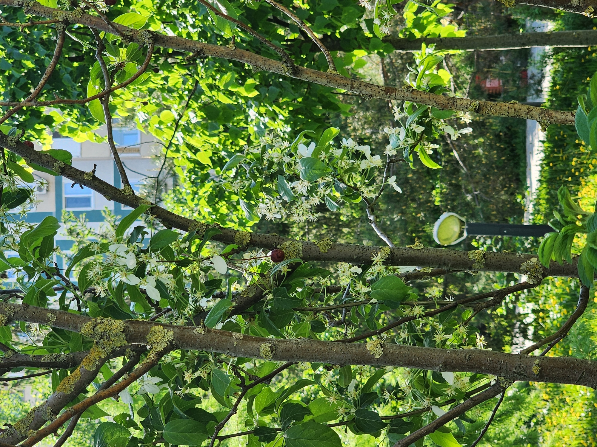 The image, captured in Kazan, Russia, shows a view through a tree's branches and foliage. The branches are in the foreground, covered with green leaves, small white flowers, and patches of lichen. Through the branches, a portion of a building with windows is visible, suggesting an urban setting. A street light is also present in the background, along with other greenery, possibly representing a park or landscaped area. The scene is bathed in sunlight, evident by the bright light and shadows cast on the leaves and branches.