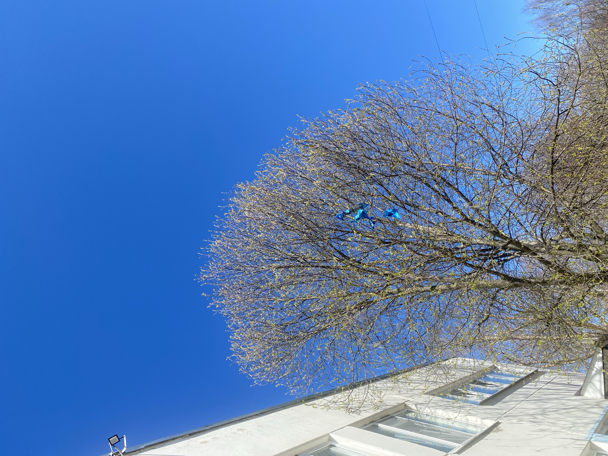 The image, taken in Chaikovsky, Russia, shows a clear blue sky partially obscured by the branches of a tree in early spring. The tree has sparse budding leaves and three blue balloons entangled in its branches. Below the tree, a portion of a white building with several windows is visible. A light fixture is mounted on the building's exterior.