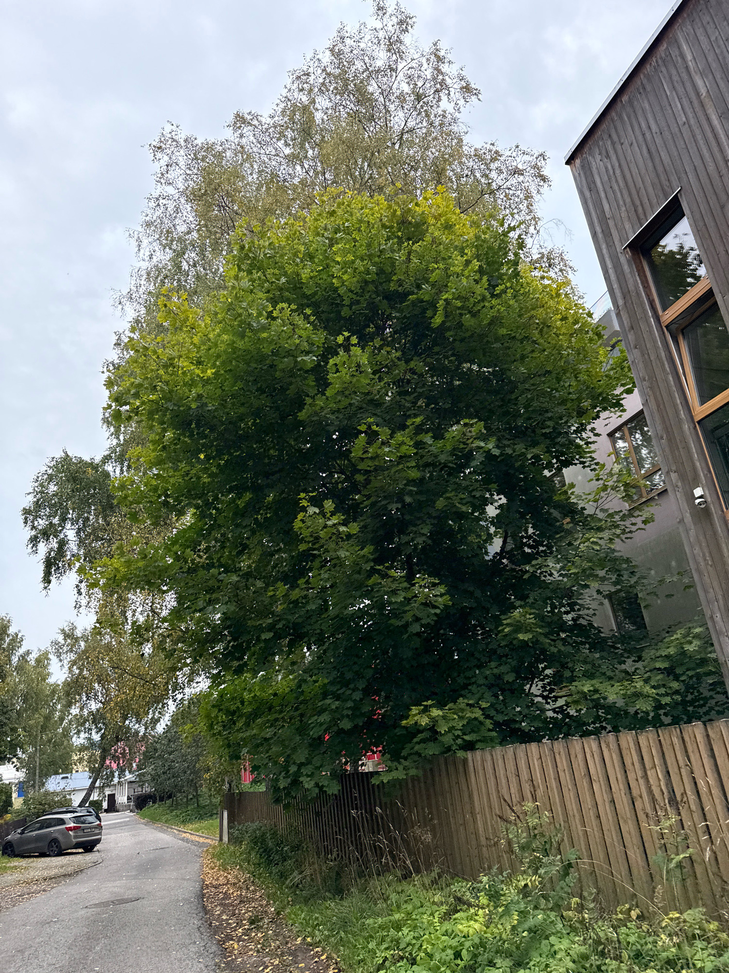 The image depicts a street scene in Tallinn, Estonia, on an overcast day. A paved road curves to the left, with a parked silver station wagon on its left side. The road is lined with a wooden fence on the right, behind which is dense greenery and several trees. A large, leafy green tree dominates the center of the frame, partially obscuring a building with a modern wooden exterior on the right. Behind the trees on the left, several colorful houses and a building with a light gray facade are visible. The sky is a uniform grey, indicating cloudy weather. Fallen leaves are scattered on the road and beside the fence, suggesting it is autumn. A security camera is mounted on the wooden building.
