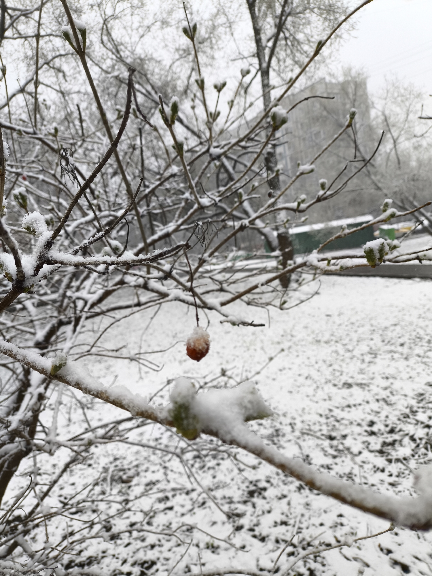 The photograph depicts a snow-covered scene in Khimki, Russia. In the foreground, a tree branch is covered in snow. The branch has buds on it, indicating early spring. A lone, withered, orange-brown fruit hangs from the branch. The ground is covered in a layer of snow. In the background, a blurred building is visible. Other trees, also covered in snow, are seen. The weather appears overcast.