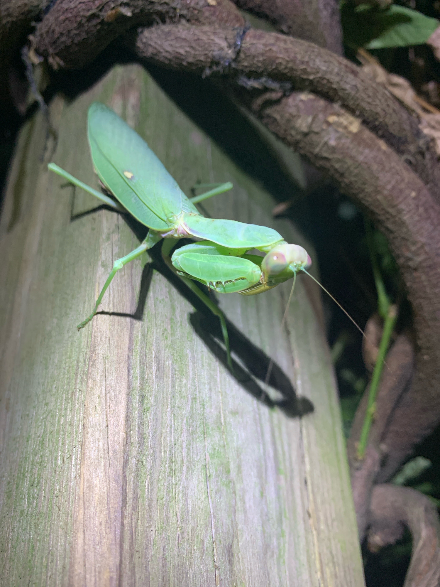 A close-up, low-light shot captures a vibrant green praying mantis positioned on a rough, weathered wooden post. The mantis, with its characteristic raptorial forelegs poised, appears to be scanning its surroundings. Its body is elongated and slender, with large compound eyes that dominate its head. The textured surface of the post shows vertical wood grain and subtle patches of green moss, suggesting an outdoor, possibly damp, environment. Behind the post, dark, gnarled branches and foliage create a shadowy, indistinct background. The lighting, which seems to be artificial, casts a distinct shadow of the mantis on the post, highlighting its three-dimensional form. The overall scene is one of natural observation, with the insect the clear subject of focus against a rustic, natural backdrop.