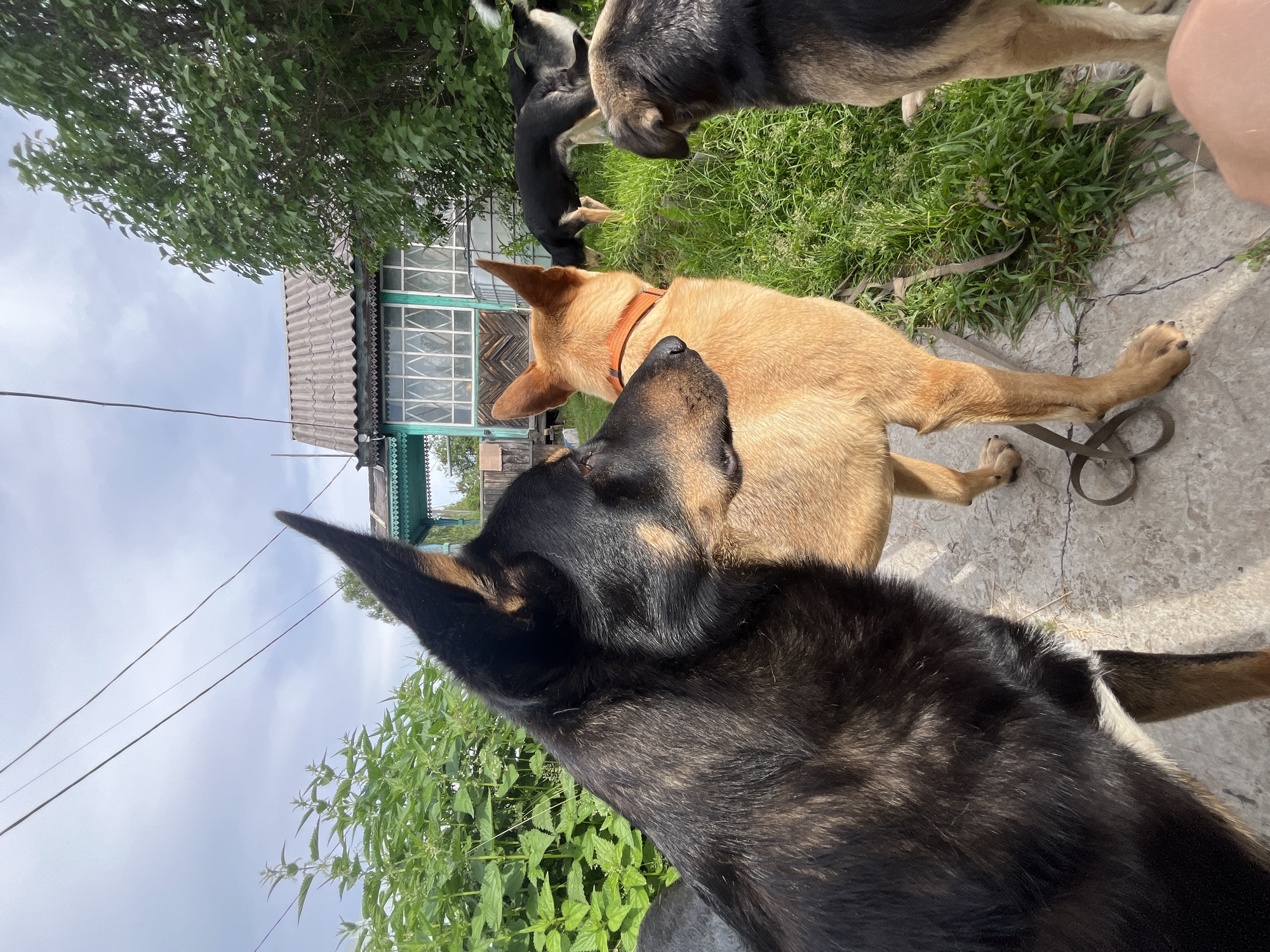 The image depicts a group of dogs in an outdoor setting, likely a rural or suburban area. In the foreground, a black and tan dog is positioned on the left, with its head turned to the right, looking towards another dog. This second dog, a tan color with an orange collar, is standing in the center of the frame, facing away from the viewer. To the right, another dog, predominantly black and tan, is partially visible, facing towards the right. Further in the background, on the right side of the image, two more dogs are visible, one black and one black and tan, grazing in a grassy area. Behind the dogs, there is a building with a gray corrugated roof and green trim around the windows. The environment is characterized by green foliage and grass, suggesting a summer or late spring season. Overhead, power lines are visible against a cloudy sky. The presence of a building reminiscent of a dacha or rural house, coupled with the overall atmosphere, suggests a location consistent with the outskirts of a city like Nizhny Tagil, Russia, where such residential structures are common.