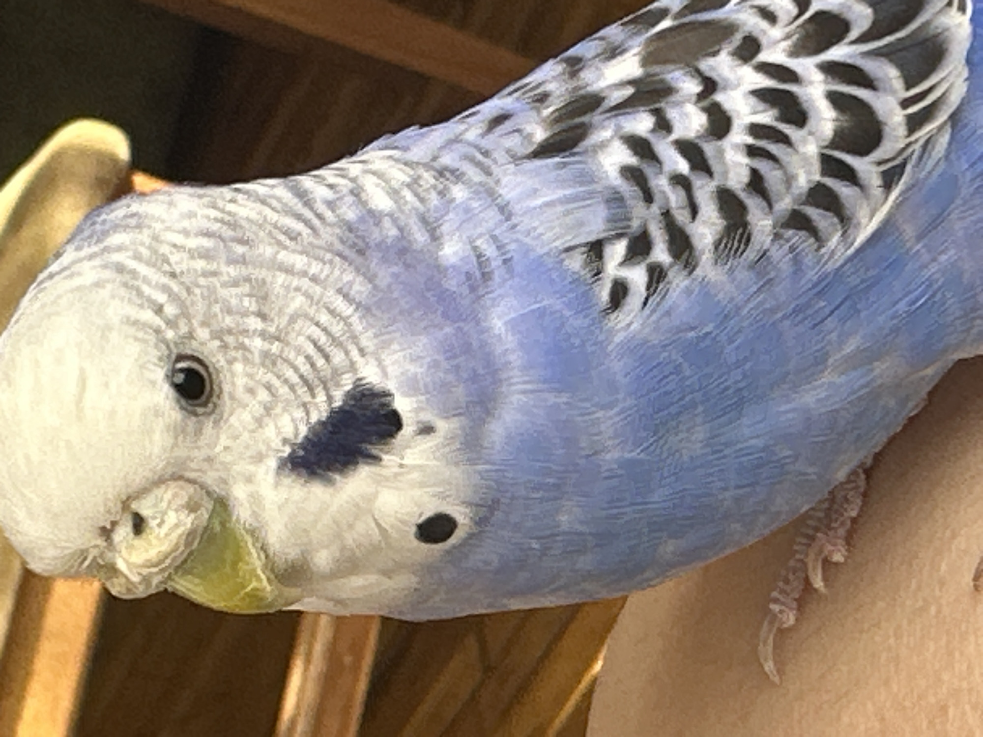 An extreme close-up shot shows the head and upper body of a light blue and white budgerigar. The bird's head is tilted to the left, with its eye visible and looking forward. Its beak is a pale yellow, and the cere above the beak is also pale yellow and flaky. The bird has dark blue markings on its chest and black and white wavy patterns on its wings, which are partially visible. The background is blurred and appears to be wooden furniture with some sunlight filtering through. The bird is perched on a person's skin, likely an arm, which is visible at the bottom of the frame. The budgerigar's feet are also visible, showing its small pink toes and sharp claws gripping the skin. The image captures the intricate details of the bird's feathers and facial features.