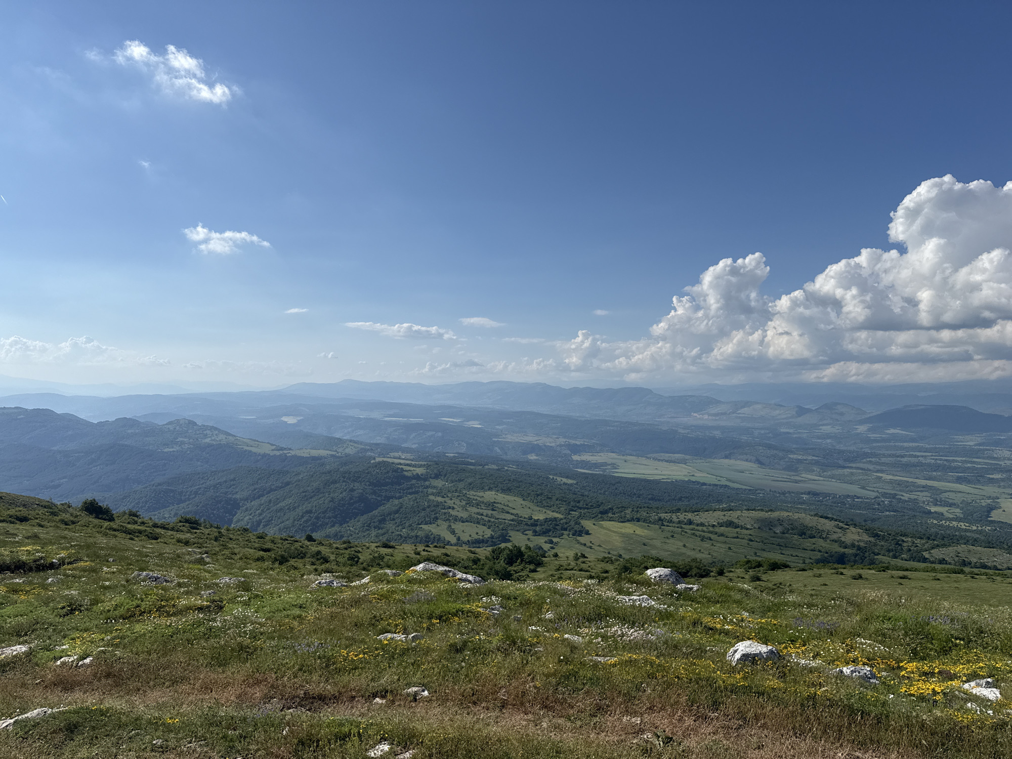 The image captures a vast landscape view from an elevated position, likely in the area of Dragoman, Bulgaria, under a bright, clear blue sky. The sky occupies approximately the upper two-thirds of the frame, featuring scattered white cumulus clouds, which become denser and more prominent on the right side. A faint white contrail is discernible in the upper left quadrant of the sky.
The foreground consists of a grassy hillside sloping gently downwards, characterized by a mix of vibrant green and drier, straw-colored patches. Numerous small, light-colored rocks and boulders are scattered across this terrain. Various wildflowers, primarily yellow and white, are interspersed throughout the grass.
The midground reveals a series of undulating hills and valleys, densely covered with green vegetation, including forested areas and open fields, suggesting a combination of natural and possibly agricultural landscapes. These topographical features extend horizontally across the frame, gradually receding.
In the background, multiple layers of distant mountains or hills are visible, appearing increasingly hazy and blue as they recede into the far distance, consistent with atmospheric perspective. No human figures, animals, or significant man-made structures are present in the immediate foreground or midground. The scene is illuminated by clear daylight, indicating sunny weather.