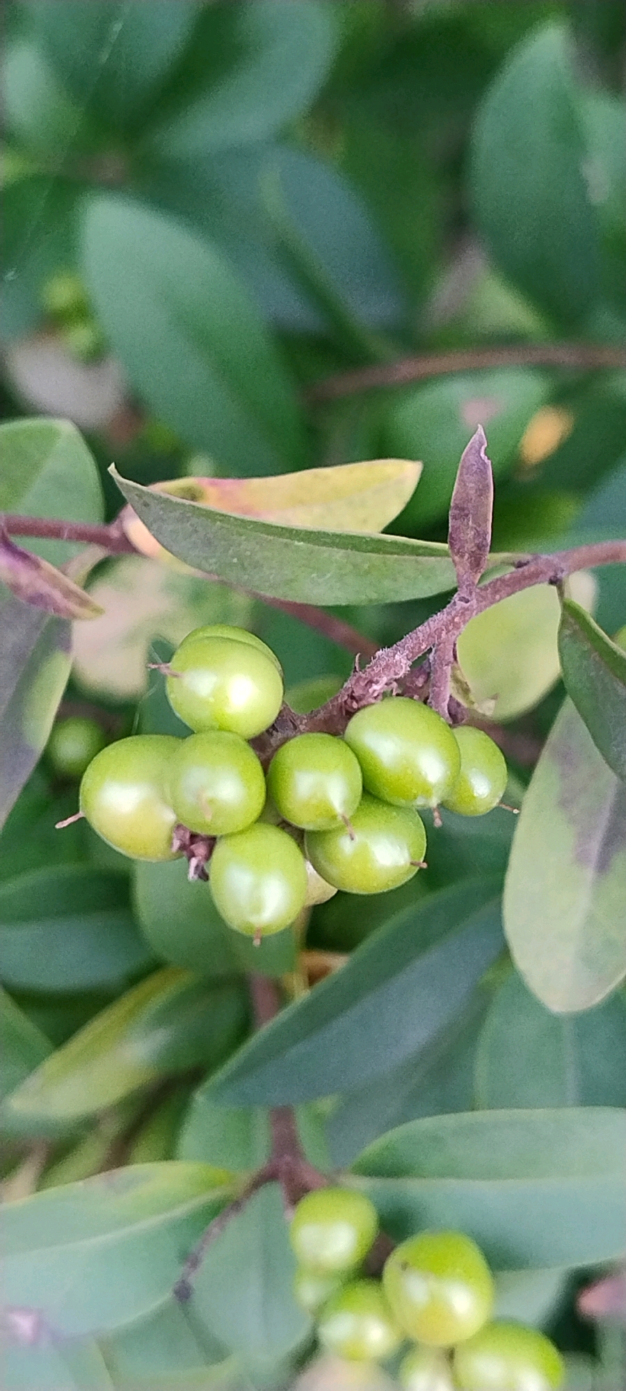 This image depicts a close-up view of a branch with small, green, oval-shaped berries and lush green leaves. The berries are clustered together, with some showing a slight sheen. The leaves are broad and smooth, with a few appearing slightly lighter or yellowish, suggesting they might be older or in a different stage of growth. The background is softly blurred, emphasizing the focus on the berries and foliage. The scene is outdoors, with natural light illuminating the subject. This image was captured in the city of Ishøj, Denmark.