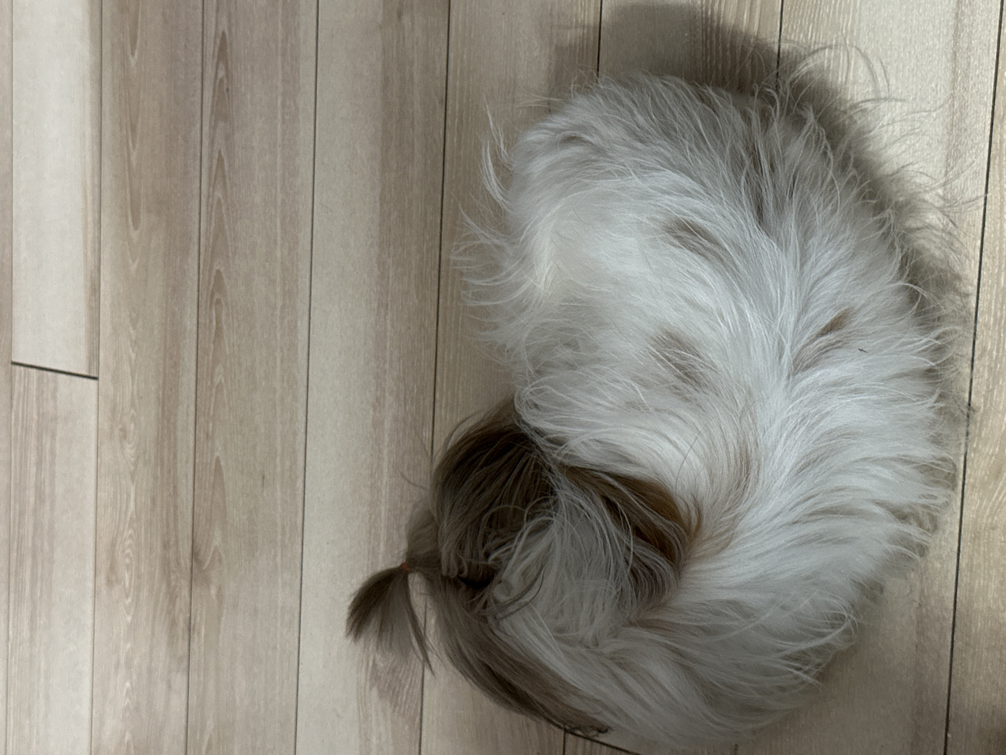 A dog with long white and brown hair is curled in a circle on a wood-patterned floor. The dog's tail is visible and pulled back, forming a small ponytail. The environment is indoors. The location and presence of people cannot be determined from the image.