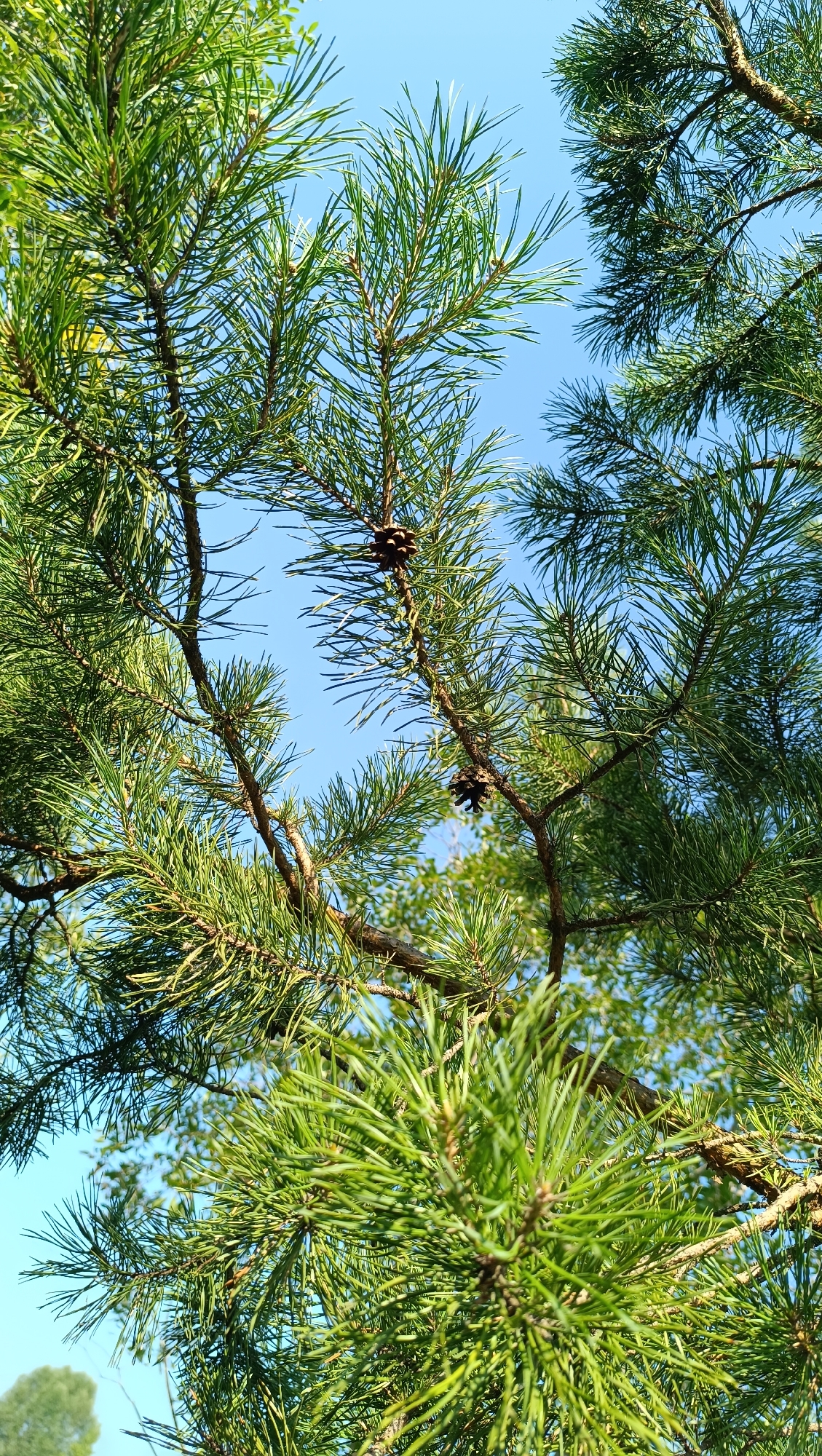 A low-angle, vertical shot captures a bright blue sky peeking through the dense green needles of pine branches. Two small, dark brown pinecones are visible, one near the top center of the frame and another slightly lower and to the right. The pine branches are a rich green, with some appearing to be in sharp focus in the foreground and others slightly blurred further back, creating a sense of depth. The overall impression is one of a sunny day, with the vibrant green of the pine trees contrasting against the clear sky. The image is located in the city of Karsha, Russia.