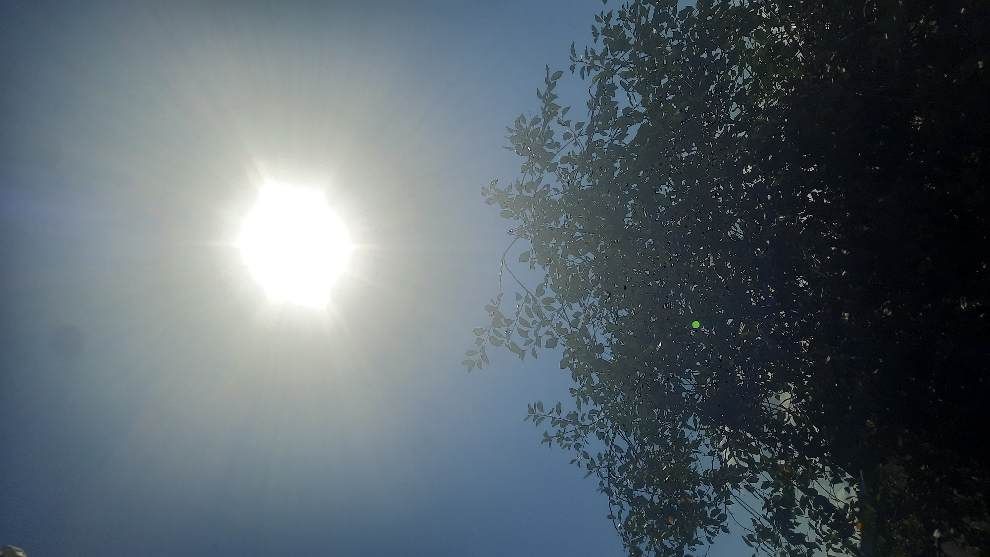 The image shows a bright sun in a clear blue sky. The sun is the dominant light source, creating a strong glare and lens flare effects. Below the sun, the top of a leafy tree is visible, its branches reaching towards the sky. The leaves are dark and dense, obscuring much of the underlying foliage. The overall impression is one of a sunny day, possibly in an outdoor setting. The location of Шклоў, Belarus, is mentioned, but there are no specific visual cues within the image to confirm or deny this location. The scene is entirely natural, with no people or man-made objects clearly identifiable.