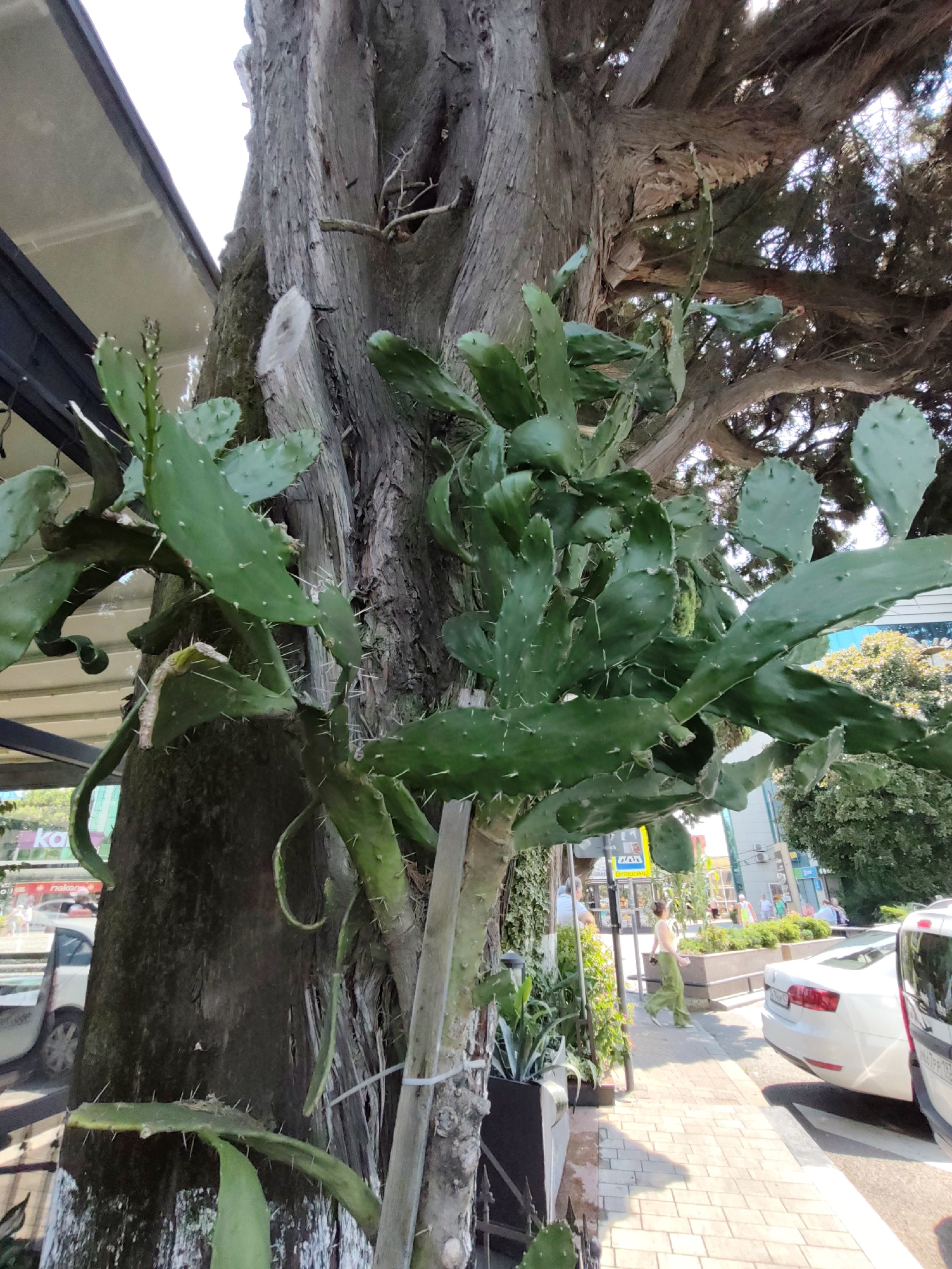 A large, prickly pear cactus grows entwined around the trunk of a mature tree, situated outdoors in a city environment. The cactus has broad, green, paddle-shaped leaves covered in white spines. The tree's bark is rough and textured, with some visible damage and decay. In the background, a sidewalk paved with light-colored bricks runs alongside a street. Several white cars are parked or driving on the street, and there are buildings and greenery visible on the opposite side of the street. A person wearing a light-colored top and green pants is walking on the sidewalk. The scene appears to be in a commercial or residential area, likely in Sochi, Russia, given the presence of Cyrillic signage in the background and the general aesthetic of the urban environment. The lighting suggests it is daytime, with sunlight casting shadows.