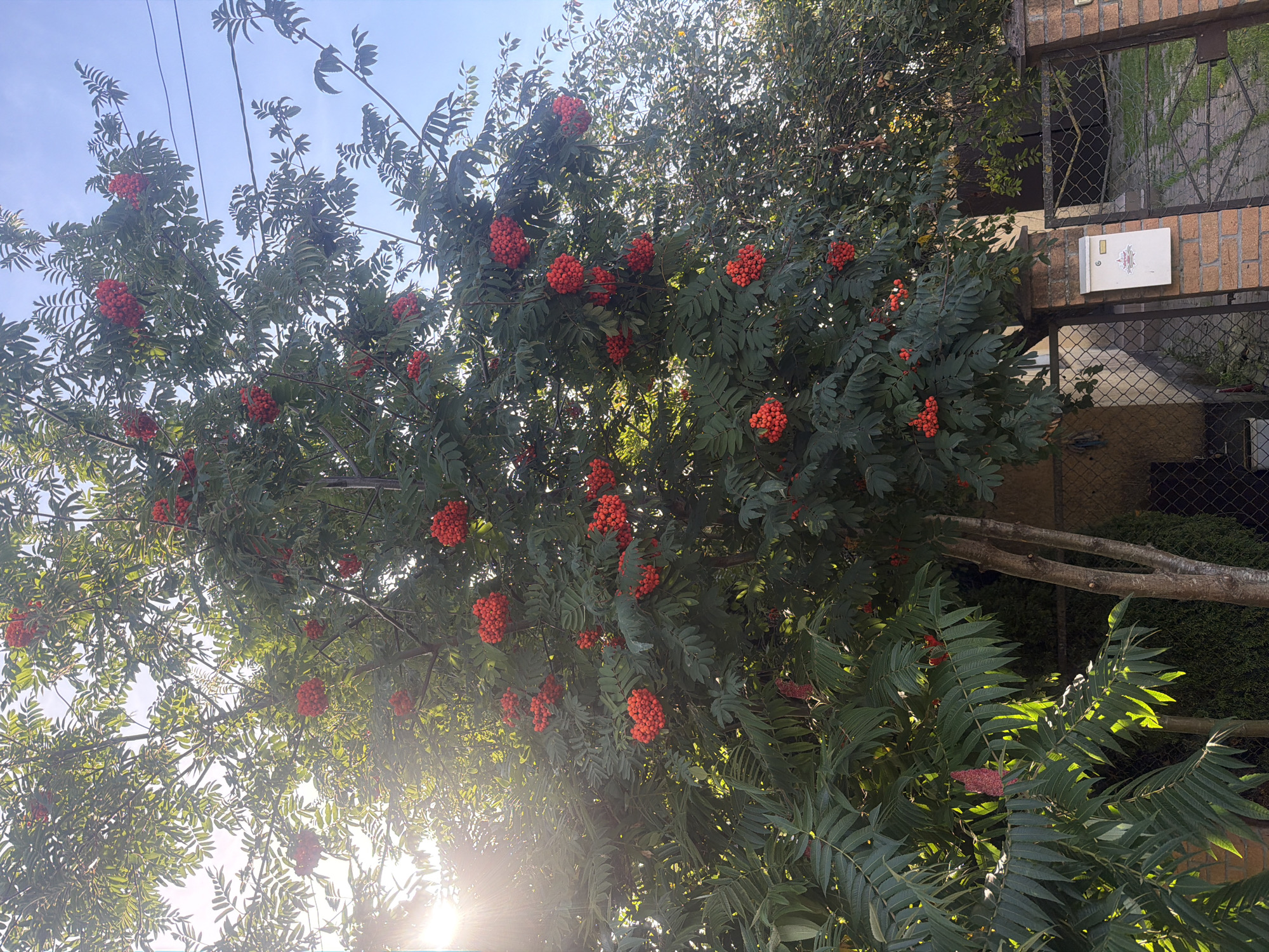 In the city of Vzmorye, Russia, a close-up shot captures a rowan tree laden with bright red berries against a clear blue sky. Sunlight streams through the leaves, creating a dappled effect. The tree is positioned near a brick fence with a metal gate, and a white mailbox is mounted on a brick post. The background reveals a glimpse of a building and a driveway.