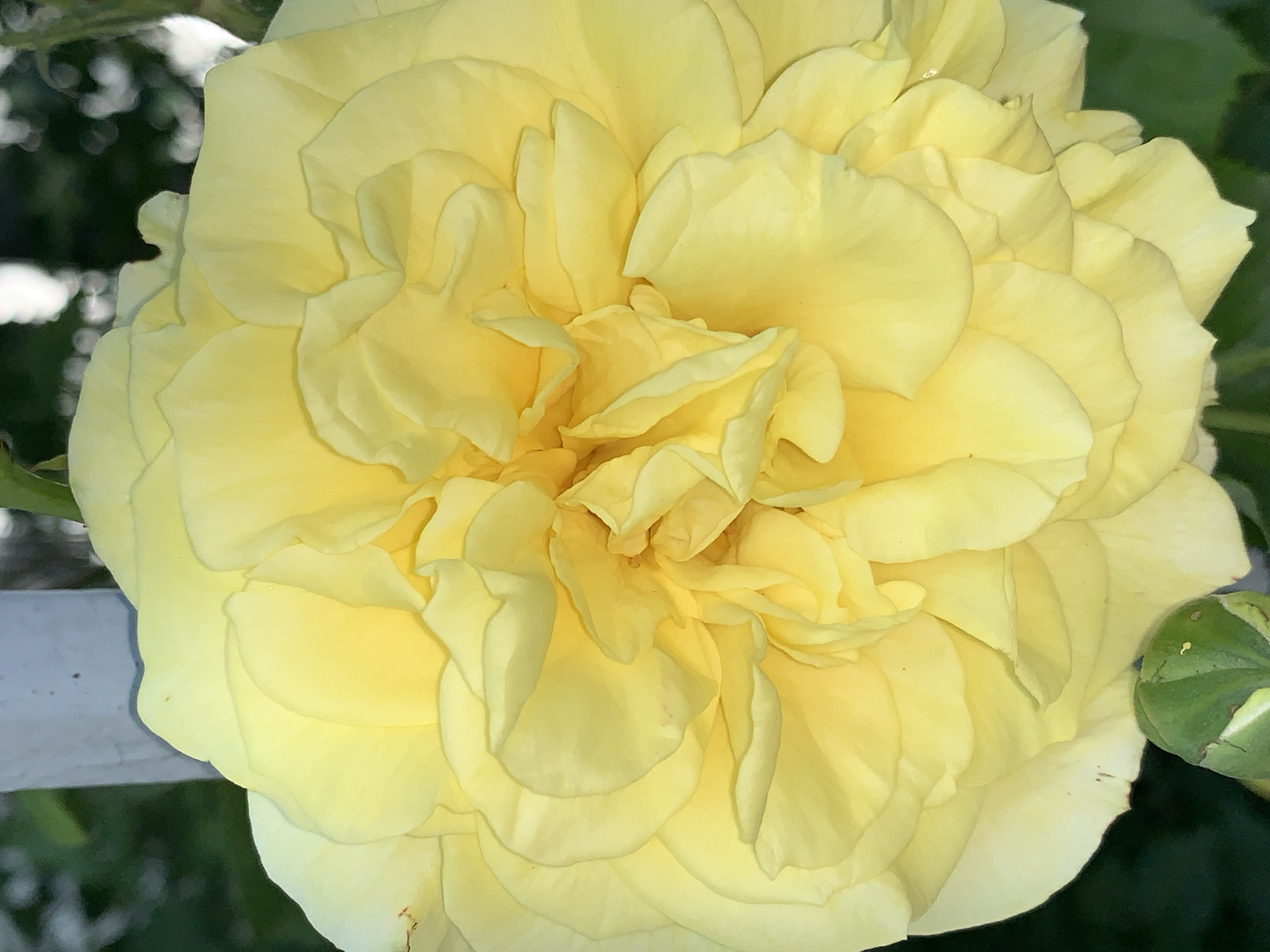 The image presents a close-up, top-down view of a fully bloomed yellow flower, likely a rose, dominating the frame. The flower features numerous overlapping and ruffled petals, creating a dense and voluminous appearance. Its color is a soft, bright yellow, with lighter highlights on the outer edges of the petals and subtle shadows in the deeper folds, adding depth and texture.
In the background, out-of-focus green foliage provides a natural setting, with some blurred white shapes possibly indicating filtered light or distant structures. On the left side, a portion of a straight, light-colored horizontal object, resembling a fence post or railing, is visible. To the right of the main flower, a compact green flower bud with visible sepals can be seen.
The lighting suggests it is daytime, possibly under bright sunlight, which enhances the vibrant yellow hue of the flower. There is no discernible activity taking place, and no visible text is present in the image. The scene conveys an outdoor garden or natural environment.