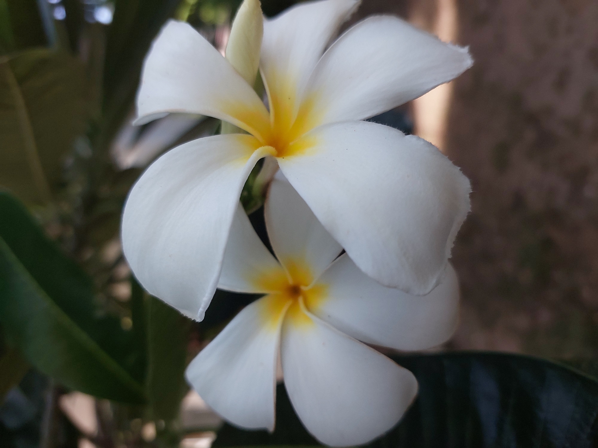 Two white Plumeria flowers with yellow centers are in focus in the foreground. The flowers are positioned slightly off-center, with one flower in the lower left and another to its right and slightly behind. The petals are broad and rounded, with a slight curve. The background is blurred, showing dark green leaves on the left and a light brown, indistinct ground with dappled sunlight on the right. The scene appears to be outdoors, possibly in a garden or natural setting within Baan Mae Nam, Thailand. There are no people or animals visible in the image.