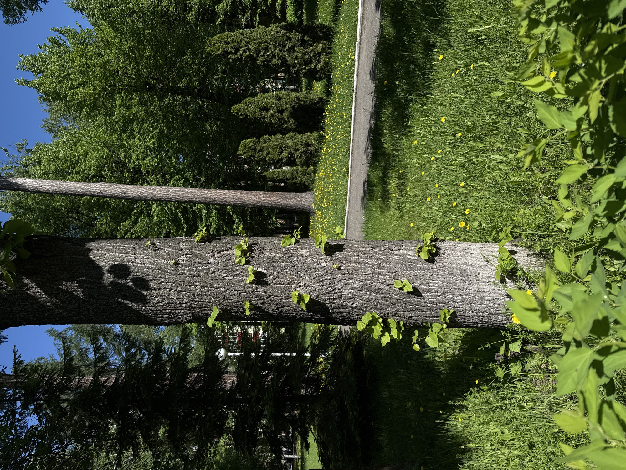 The image shows a park in Perm, Russia on a sunny day. A large fallen tree trunk lies horizontally in the foreground, with small green leaves sprouting from its bark. Behind the trunk, there is a path running parallel to it, bordered by green grass and yellow dandelions. Further back, there are various trees and bushes. The sky is visible through the trees and is clear and blue.