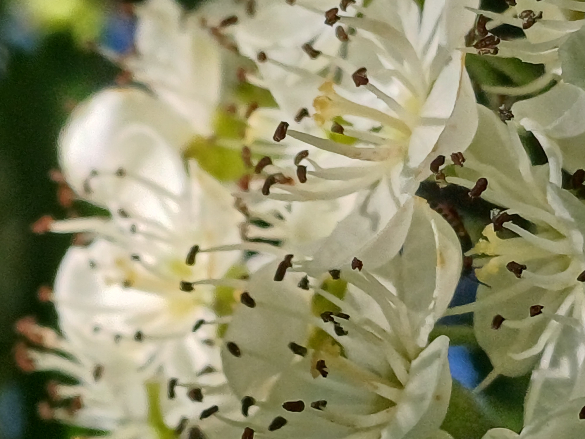 A close-up, macro photograph captures a cluster of white flowers with prominent stamens and anthers. The petals are delicate and translucent, creating a soft focus effect. Dark brown anthers are clustered around the yellow centers of the flowers, some appearing as small dots and others as elongated shapes. The background is a blurred mix of green foliage and hints of blue sky. The image appears to be taken outdoors, possibly in a garden or park setting. There is no indication of a specific location within Riga, Latvia.