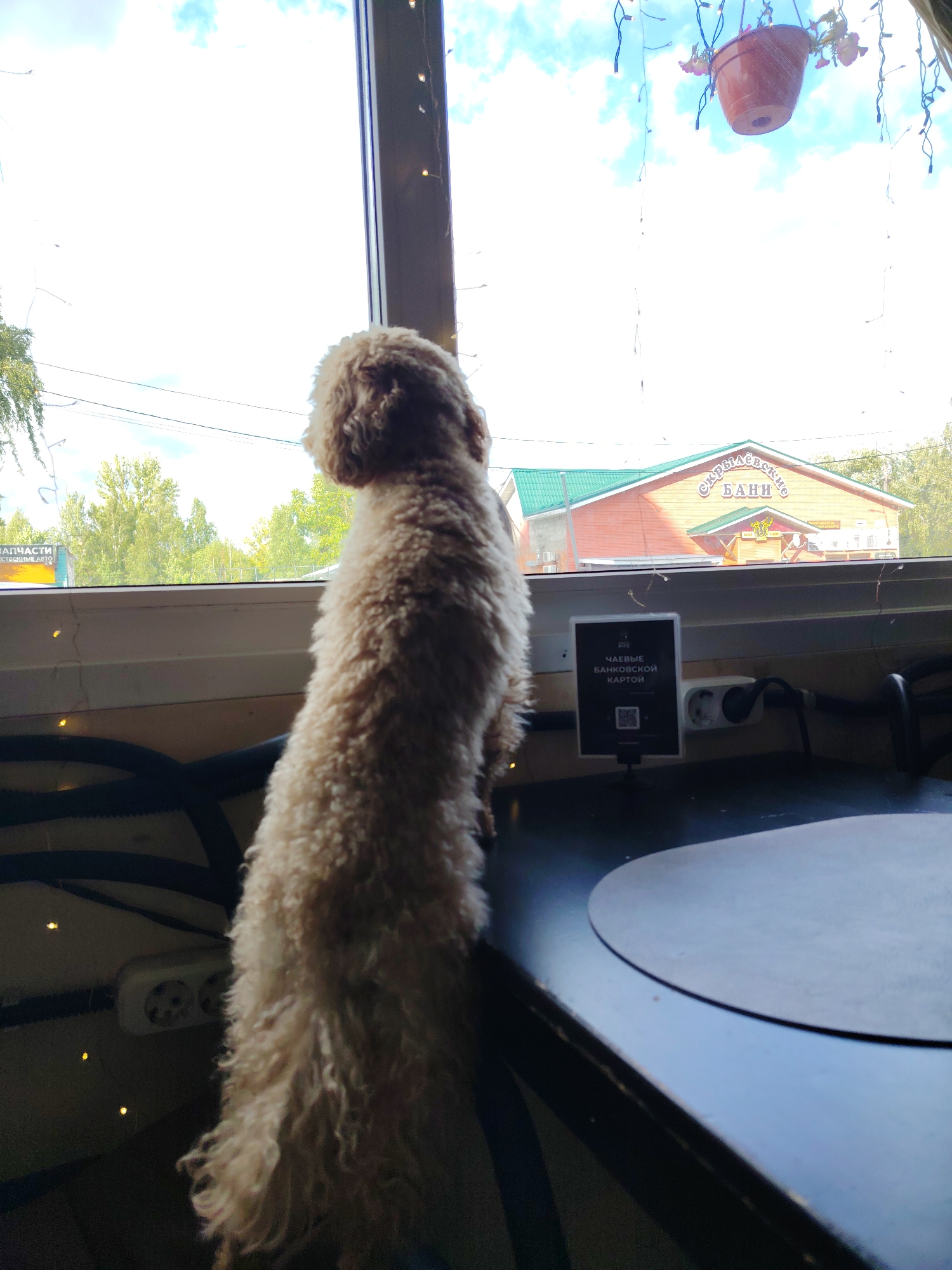 A cream-colored poodle stands on its hind legs on a dark countertop, looking out a large window. The poodle's fur is curly and appears to be a light beige color. Behind the poodle, the window looks out onto a bright, sunny day with trees and a building visible. The building has a green roof and an orange facade with the words "СКРЫЛЯЕВСКИЕ БАНИ" visible on it, which translates to "Skrylyaevsky Baths". A small sign on the countertop in front of the dog reads "ЧАЕВЫЕ БАНКОВСКОЙ КАРТОЙ" which translates to "Tipping by bank card". There are electrical outlets and wires visible on the wall below the window. The scene is likely in Konakovo, Russia, as indicated by the building's signage.