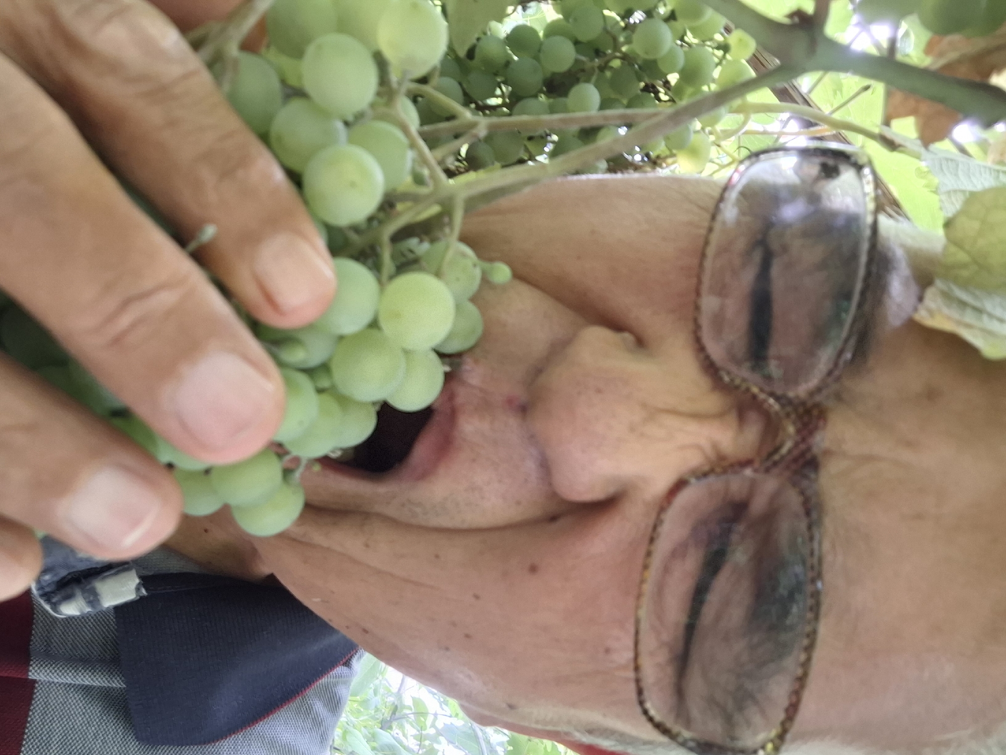 The image shows a close-up of a person's face and a bunch of green grapes. The person is wearing glasses and appears to be about to eat the grapes. The background is blurred and appears to be outdoors, with foliage visible. The person's hand is holding the grapes. There is no indication of the location in Almaty, Kazakhstan.