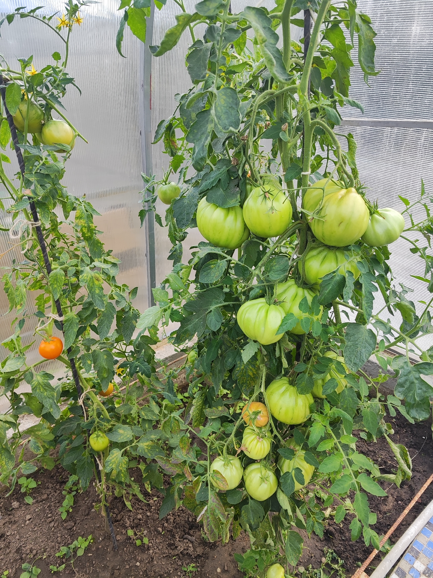 The image shows a close-up view of tomato plants growing inside a greenhouse. The plants are laden with numerous green tomatoes, with one ripe orange tomato visible on a lower branch. The greenhouse appears to be constructed with a translucent corrugated material for the walls and roof. The ground beneath the plants is dark soil with some small green weeds growing. The scene is likely located in Gvardeysk, Russia, given the context provided. There are no people or animals visible in the image.