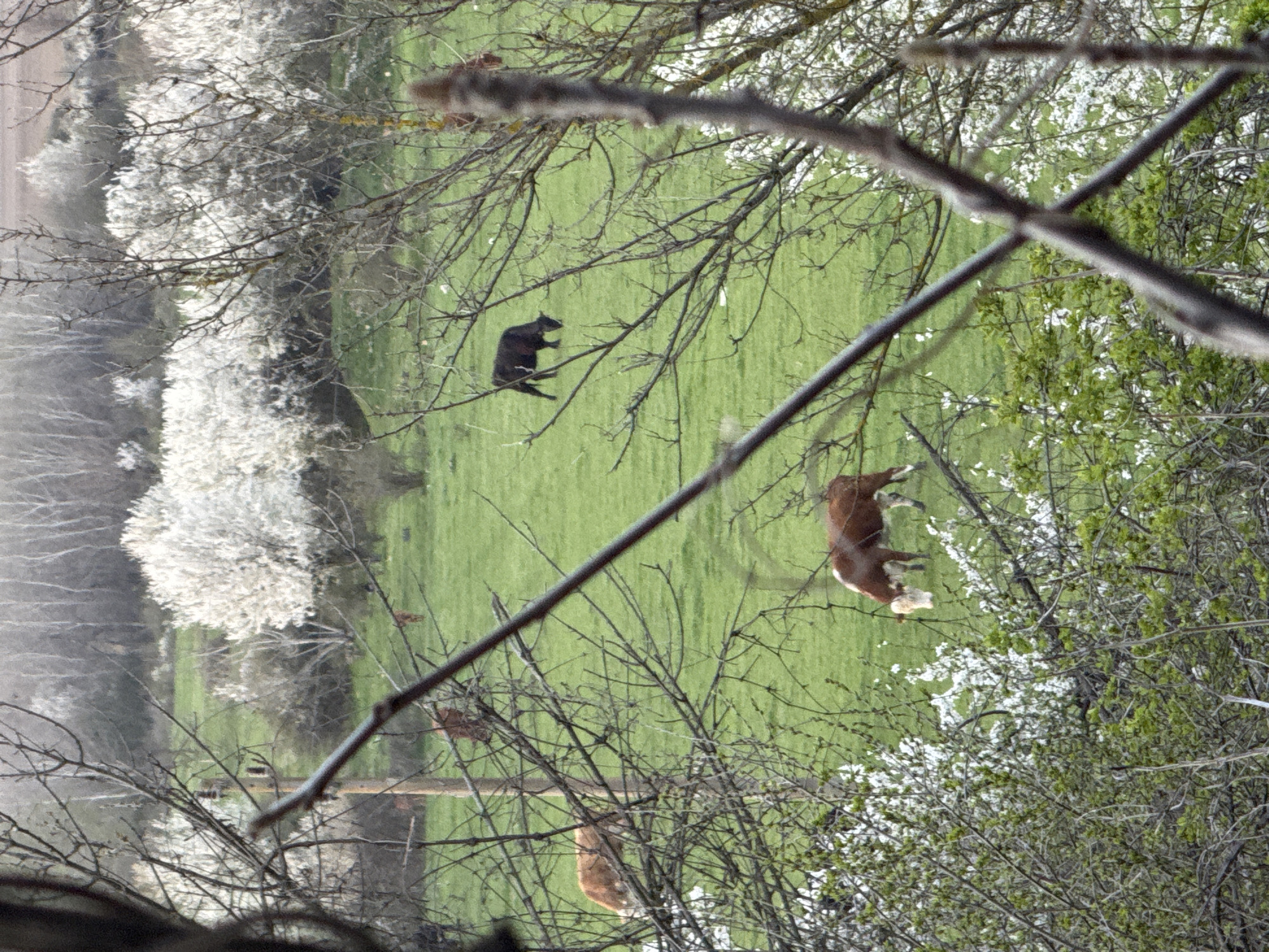 The image depicts a grassy field in an area with blooming trees. Two cows are visible in the field. One cow is brown with a white face, and the other is black. Bare tree branches frame the view. The exact location within Polsko Kosovo, Bulgaria, cannot be determined from the image.