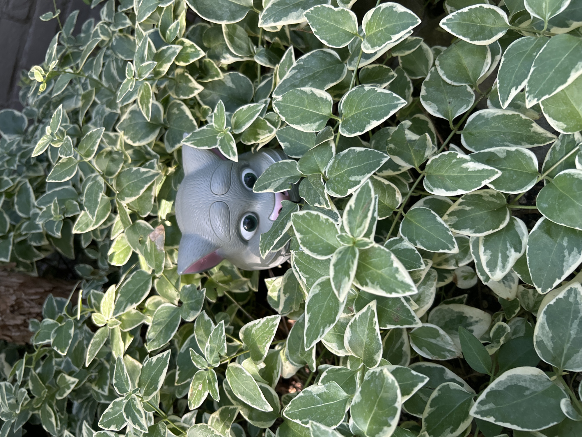 A gray cat toy with large green eyes and a pink nose peeks out from a dense, leafy green bush with variegated leaves. The bush is primarily composed of oval-shaped leaves, each edged with a white border. The leaves are densely packed, obscuring most of the cat toy, which is positioned in the center-left of the frame. The background shows hints of a dark, textured surface, possibly brick or stone, and a tree trunk to the upper left. The lighting suggests an outdoor setting, likely during the daytime. The location is not specified in Gelendzhik, Russia.