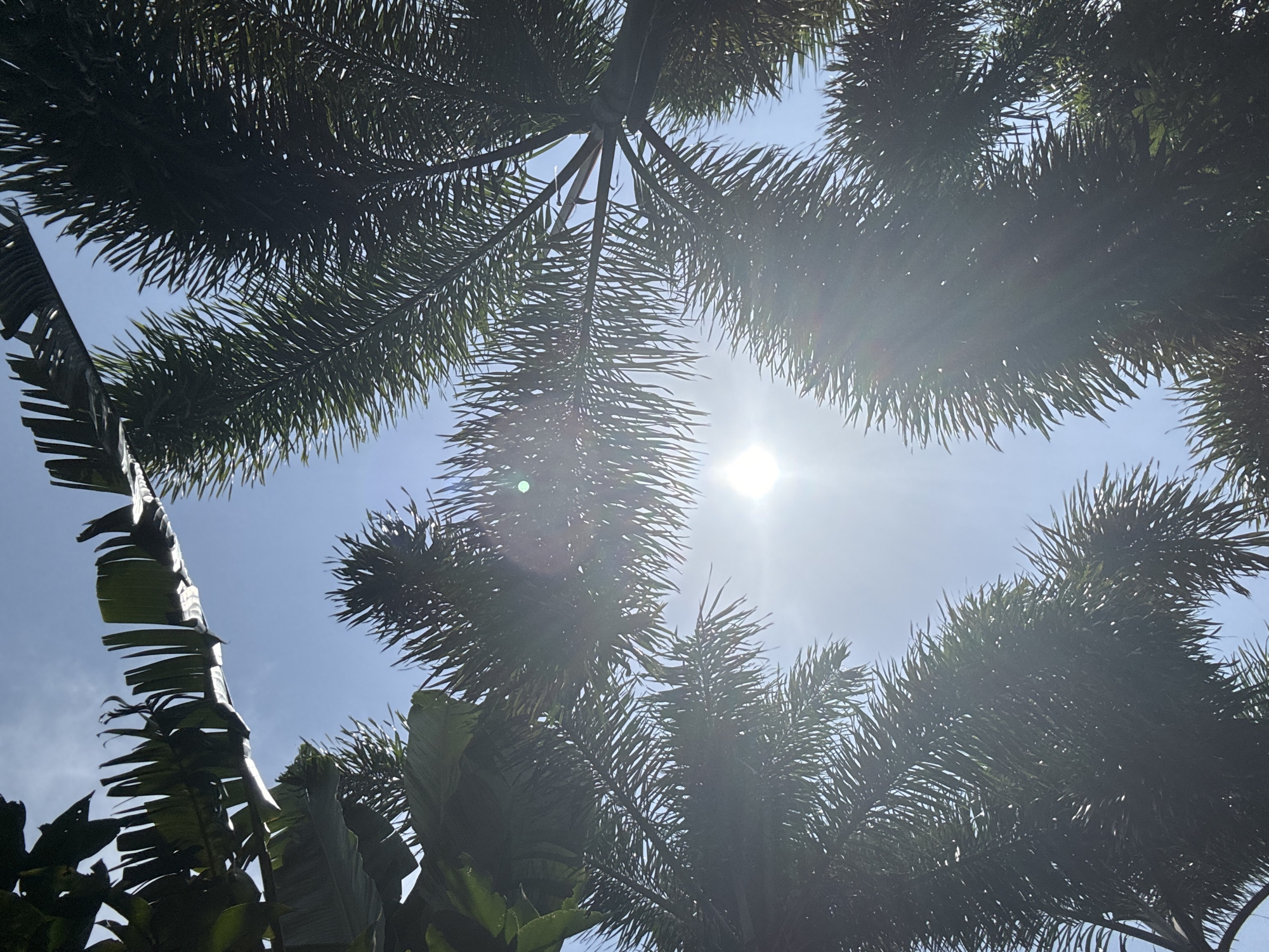 A low-angle, close-up shot captures the tops of palm trees against a clear blue sky with the sun prominently featured. The sun, a bright white orb, is positioned slightly left of center and is partially obscured by the palm fronds, creating a lens flare and sunburst effect. The palm leaves are dark green and feathery, with some banana leaves visible at the top left of the frame, also silhouetted against the sky. The image gives a sense of looking up through a tropical canopy on a sunny day. The location is identified as Yingzhou, China.