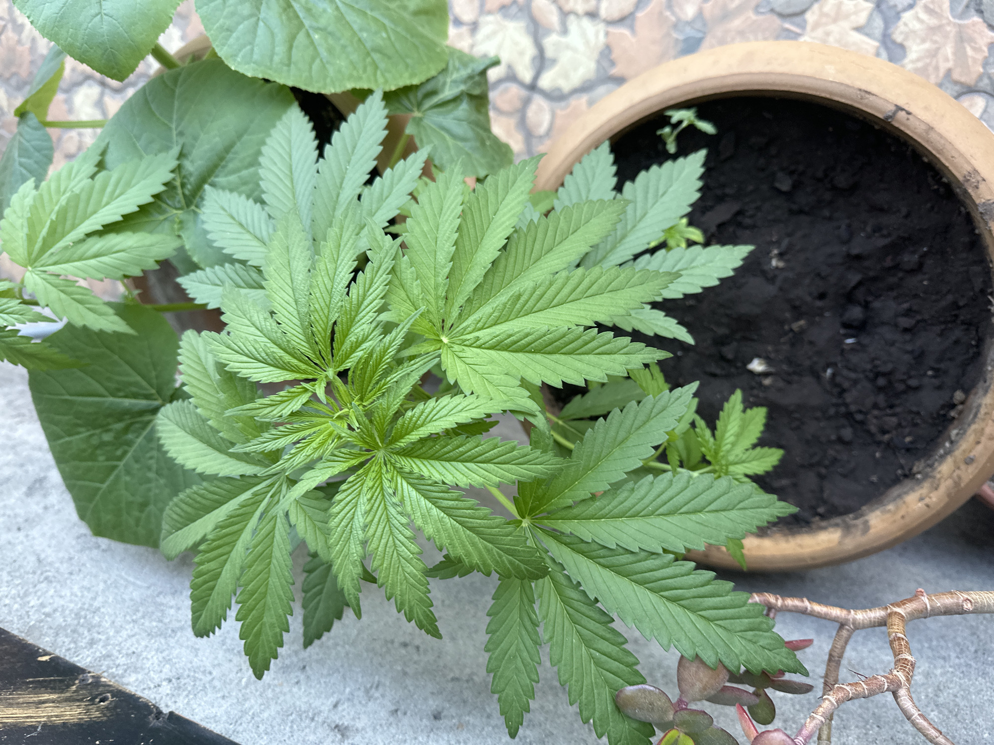 The image shows a cannabis plant growing in a pot, positioned next to another potted plant containing broad-leafed foliage. A third empty pot is visible to the right, filled with dark soil and a small seedling. The location is not identifiable as Yerevan, Armenia, based on the visual content alone. The foreground shows a concrete surface. A succulent plant with brown branches is in the lower right corner.
