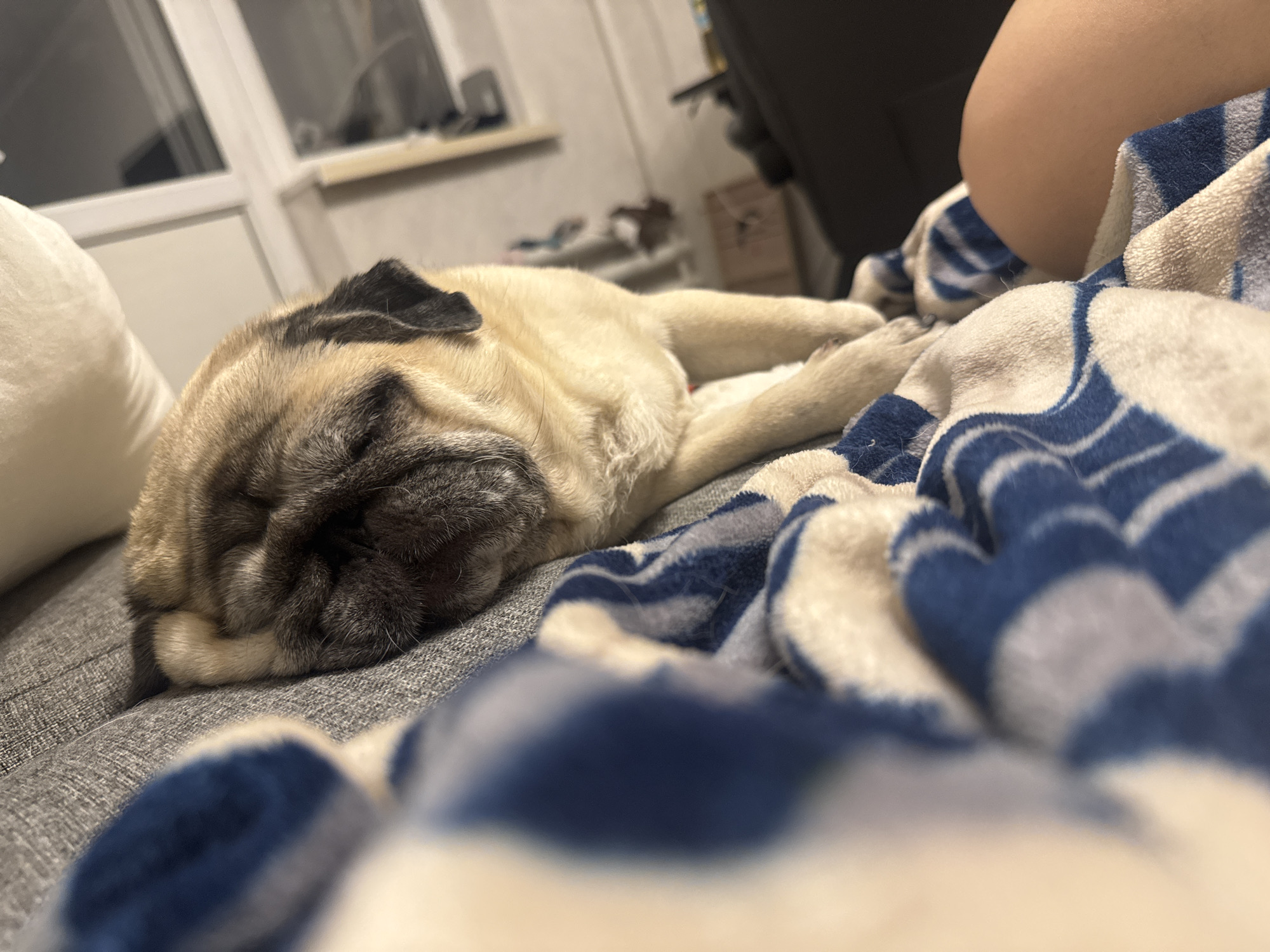 A fawn-colored pug dog sleeps on a gray sofa. The dog is lying on its side with its head resting on its paws, and its eyes are closed. A blue and white striped blanket is draped over the sofa, partially covering the dog. In the background, a window with white blinds is visible. The scene appears to be indoors, possibly in a residential setting in Bishkek City, Kyrgyzstan.