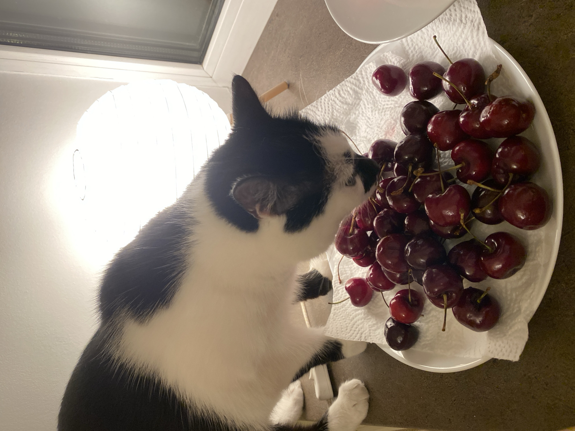 A black and white cat is leaning over a white plate of cherries, which are placed on a white paper napkin. The cat is sniffing or eating the cherries. The plate and cherries are on a dark brown countertop. In the background, a white paper lantern is illuminated and a window with a view of a slightly out-of-focus building is visible. The scene is indoors and appears to be in a domestic setting. The provided image does not contain information that would allow for the identification of its location in Moscow, Russia.