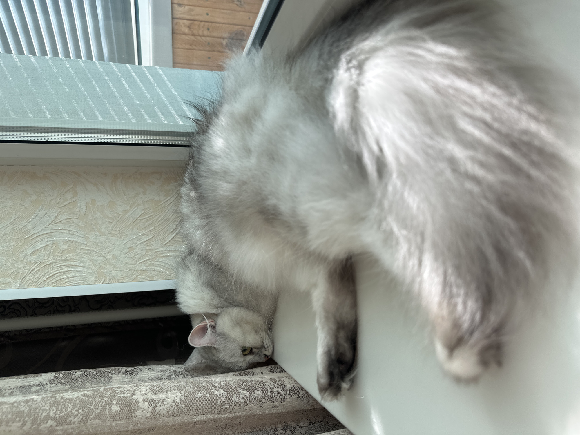 A fluffy, long-haired gray and white cat is sleeping on a white windowsill. The cat is curled up on its side, with its head resting near a sheer curtain on the left. Its body extends to the right, with its tail fanned out and appearing very full. Sunlight is streaming in from a window on the right, casting shadows and illuminating the cat's fur. Outside the window, horizontal blinds are visible, and beyond that, wooden siding. The wallpaper in the background is textured. The scene appears to be indoors, possibly in a residential setting in Energetik, Russia, given the presence of domestic elements like curtains and blinds. There are no humans or other animals in the frame.