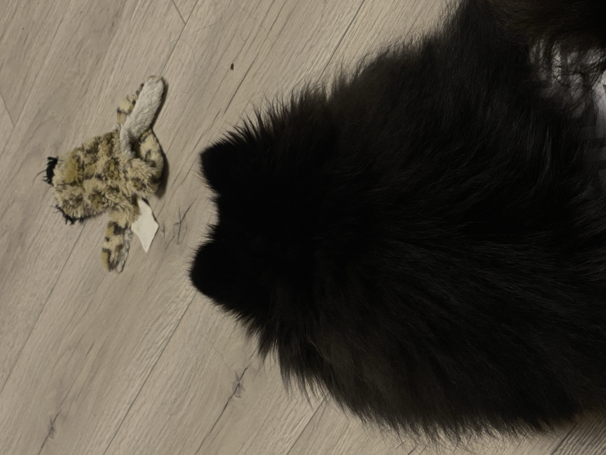 A medium shot shows the top of a black fluffy dog's head, facing away from the camera. The dog's ears are pointed upwards. In the background, on a light-colored wooden floor, is a small, tattered plush toy with a leopard-like print. The toy is lying on its side. The environment is indoors.