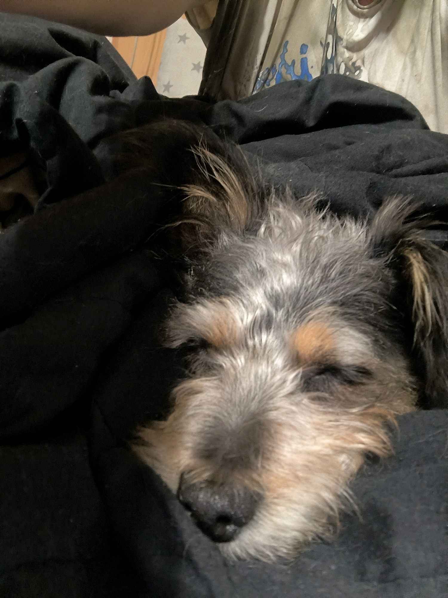 A close-up, eye-level shot shows a small, scruffy dog sleeping cozily under a black blanket. The dog has gray and tan fur on its face and black fur around its ears and back. Its eyes are closed, and its nose is black and wet. The background is out of focus, but appears to be a patterned fabric with grey stars. The image was taken indoors, in the city of Mykolaiv, Ukraine.