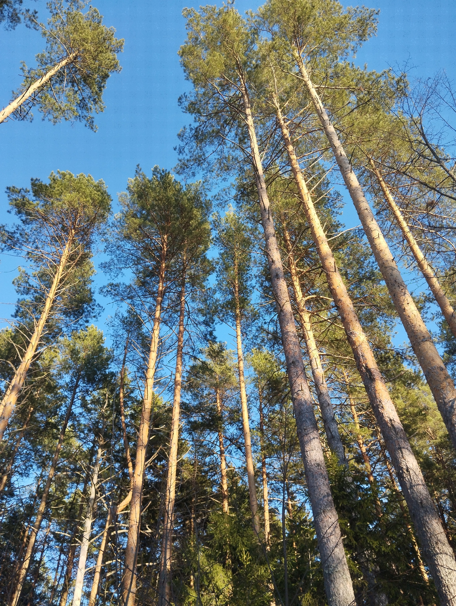 The image depicts a view looking upwards through a dense forest. Tall, slender trees dominate the scene, their trunks a mix of brown and greyish hues. The canopy of green foliage forms an upper layer, with a scattering of blue sky visible between the branches. The perspective is from ground level, emphasizing the height and density of the trees. The location appears to be a forested area, potentially within or near the city of Votkinsk, Russia, based on the prompt's specification. There are no people visible, the scene is focused solely on the natural environment.