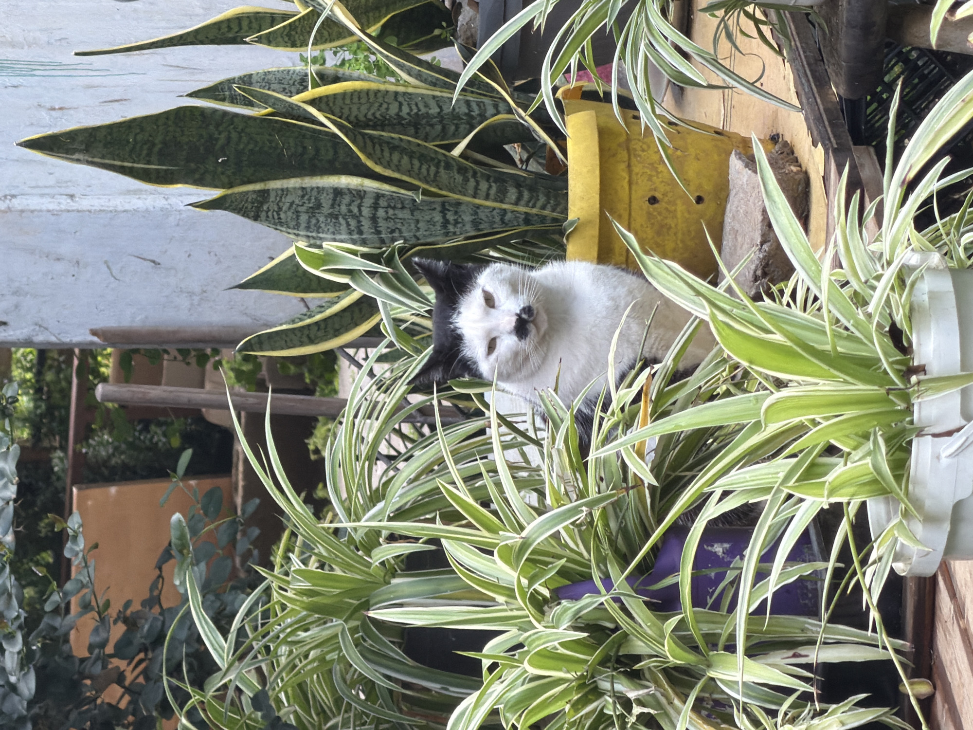 The image depicts an outdoor, daylight scene centered on a bicolored domestic cat positioned amidst potted plants. The cat, primarily white, features black fur covering its ears and forehead, and a distinctive black patch directly beneath its nose. It sits upright, looking directly forward with light-colored eyes.
The immediate surroundings are dominated by various potted plants. Multiple variegated spider plants with green and white striped leaves are visible, housed in white, purple, and dark-colored containers. To the cat's right, a tall Sansevieria trifasciata, characterized by dark green leaves with yellow margins, grows from a weathered yellow pot.
The background includes a textured, light-colored vertical surface. Beyond this, an arrangement of green foliage and partially obscured wooden elements suggests a garden or patio environment. A flat, dark gray stone rests on a lighter-toned surface near the base of the yellow pot. While the scene is consistent with an outdoor residential area in Tel-Aviv, Israel, no specific landmarks or unique architectural identifiers are visible to determine a precise location within the city.