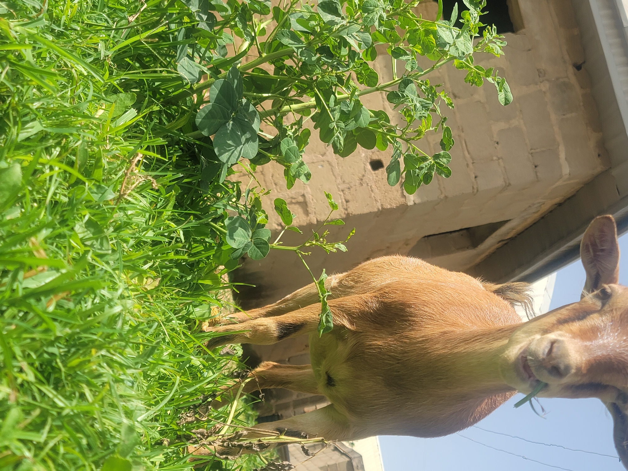 The media file shows a brown goat eating grass in a rural outdoor setting. The goat is the primary subject, with its head and upper body visible, actively chewing on a strand of green grass. The scene is lush and green, with abundant grass and leafy plants surrounding the goat. In the background, a textured wall made of light-colored bricks is visible, suggesting a building or structure. The lighting indicates it is daytime, likely sunny, given the bright illumination and clear blue sky visible at the top right of the image. The overall mood is peaceful and natural, depicting a common farm or rural activity. The location context is identified as Barakin Akawo, Nigeria.