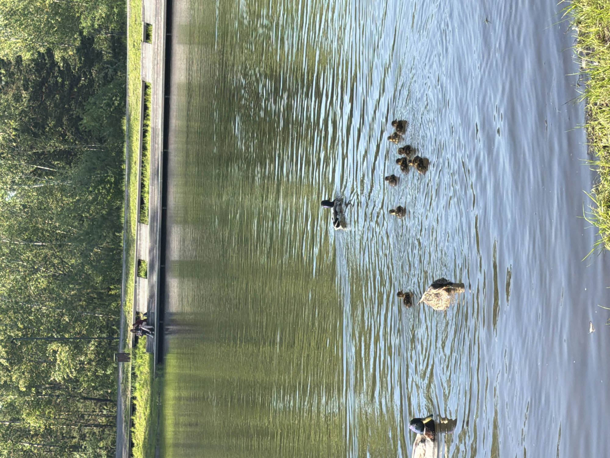 This image captures a tranquil outdoor scene on a bright, sunny day, likely at a park or natural area. A body of water, possibly a pond or lake, dominates the center and right side of the frame, its surface showing gentle ripples and reflecting the surrounding environment.
In the water, a family of ducks is swimming. Two adult ducks are visible: one, appearing to be a male mallard, leads a group of approximately seven to eight small ducklings in the mid-ground. Another adult duck, likely a female mallard, swims closer to the foreground, accompanied by one or two ducklings. A separate cluster of about three to four ducklings is also visible further to the right. In total, approximately two adult ducks and ten to twelve ducklings are present.
Along the left bank of the water, a modern wooden boardwalk or pier runs horizontally. This structure incorporates sections of planted green grass, seamlessly blending with the natural surroundings. In the background, a small group of people, appearing to be two to three individuals, are seated on the wooden structure, enjoying the peaceful setting.
Beyond the boardwalk, a dense expanse of lush green trees forms a vibrant backdrop, suggesting a heavily wooded or forested area. The clear, bright sunlight indicates a pleasant day, with strong illumination and distinct shadows. The overall scene conveys a sense of calm and natural beauty. There is no visible text in the image.