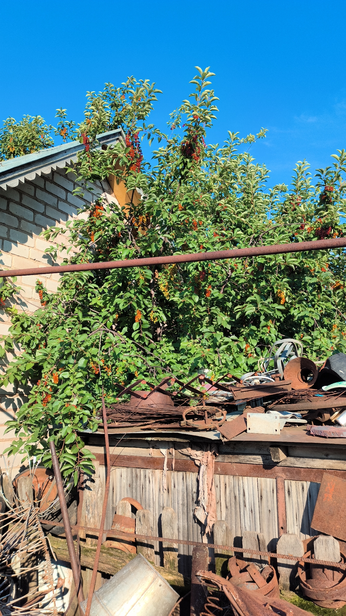 The image depicts an outdoor scene in a rural setting, likely a backyard or a farmyard. The foreground is cluttered with various discarded metal objects, including rusty springs, a metal bucket, and what appears to be scrap metal. These items are piled on top of a weathered wooden fence. Behind the fence, a dense green bush or tree is laden with clusters of small, orange-red berries. The bush is growing against a light-colored brick building, part of which is visible on the left side of the frame, featuring a decorative eave. A rusty metal pipe runs horizontally across the frame in front of the bush. The sky above is a clear, vibrant blue, suggesting a sunny day. The overall impression is one of an untidy, utilitarian outdoor space, possibly a storage area for disused items, set against a backdrop of natural growth and a simple building. There is no visible text in the image.