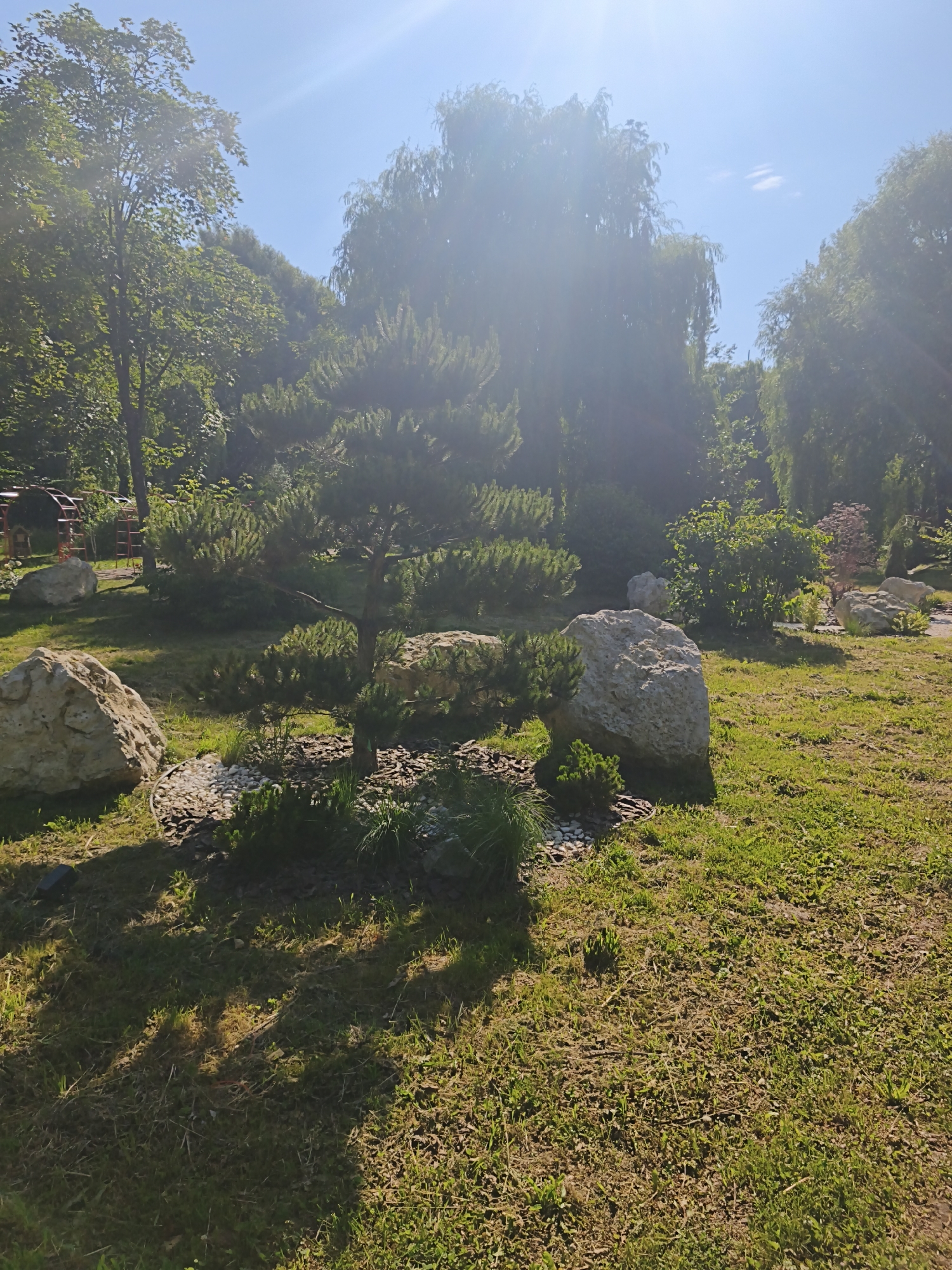 The image depicts a section of a park or garden with lush green grass and trees. In the foreground, a small, meticulously pruned pine tree stands on a bed of mulch and white pebbles. Several large, light-colored rocks are strategically placed around the area, adding to the landscaping. In the background, a dense line of trees creates a natural backdrop, with the sun shining brightly from the upper left, causing lens flare. The overall scene suggests a well-maintained outdoor public space. The image was taken in Ternopil, Ukraine.