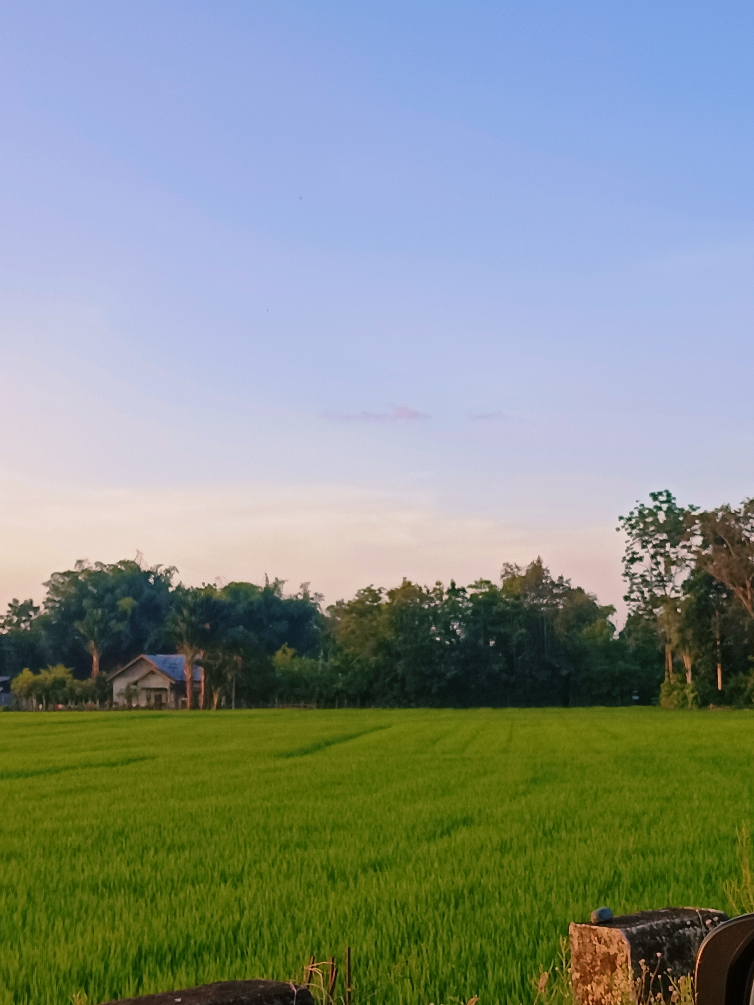 This is a medium shot of a lush, green rice paddy field in Kruet Teumpeun, Indonesia, at dusk. The sky transitions from a pale pink near the horizon to a light blue overhead, with a few wispy clouds. A small, light-colored house with a dark roof is partially visible among a dense line of trees that form the backdrop of the field. The trees are a mix of dark green foliage and taller, lighter green palm-like trees. The rice stalks are uniformly green and appear to be young and healthy, suggesting an early stage of growth. In the foreground, a dark, weathered concrete object with some small green plants growing around it is visible in the lower right corner, partially obscuring the edge of the field. The overall scene depicts a peaceful rural landscape as daylight fades.