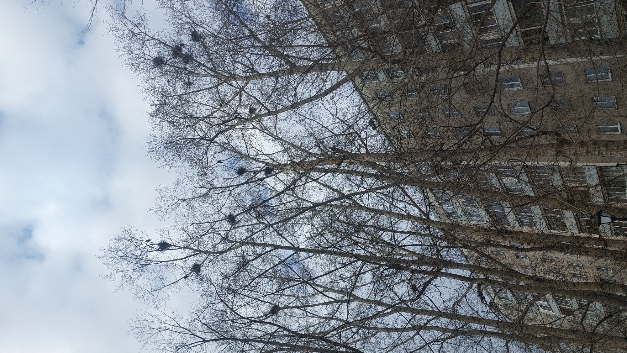 The image shows a building and bare trees against a cloudy sky. The building is multi-storied with many windows, seemingly located in Novosibirsk, Russia. There are several birds' nests visible in the branches of the trees. No people are seen in the shot. The environment suggests late autumn or winter, based on the leafless trees and the sky.
