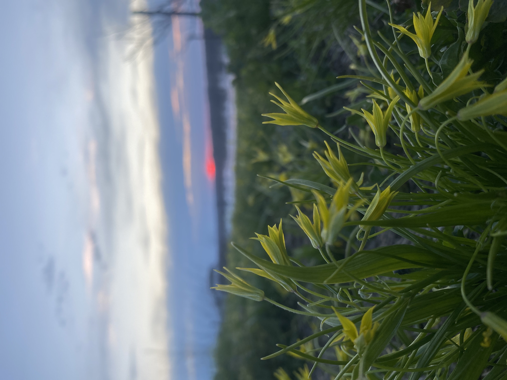 The image depicts a close-up of yellow gagea flowers in Olkhovka, Russia. The foreground features the flowers and green foliage, with a blurred background showing the sky and what appears to be a body of water. The sky displays hues of blue, grey, and a hint of red near the horizon, suggesting either sunrise or sunset. The photograph is taken at eye level and captures the details of the flora in focus.