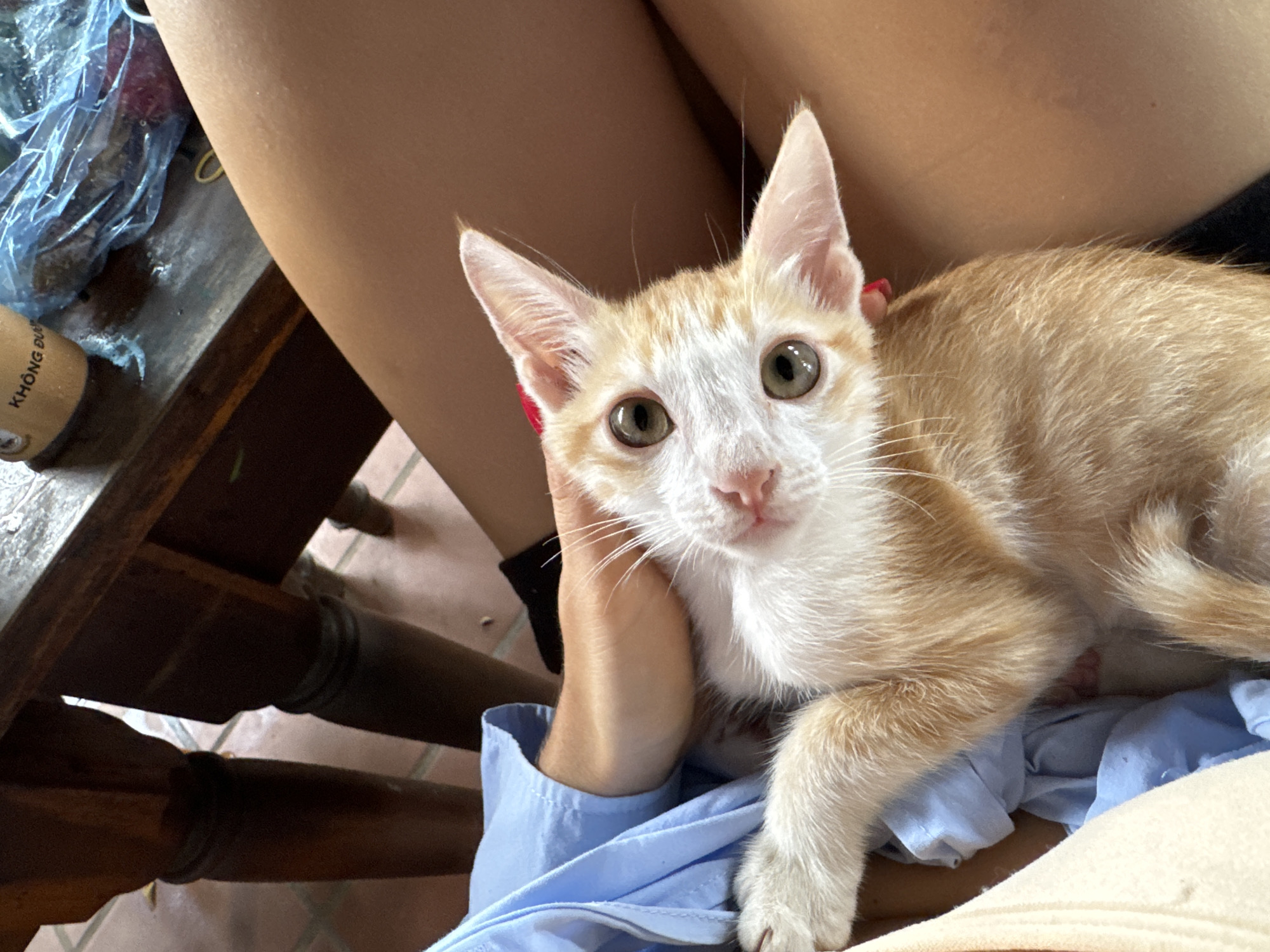 A light orange and white kitten is held close to the camera, nestled in a person's lap. The kitten's head is tilted, and it is looking directly at the viewer with large, curious green eyes. Its ears are perked up, and its whiskers are prominent. The kitten is wearing a thin red collar. The person holding the kitten has a tanned complexion and is wearing a light blue garment and a black top. The background is slightly out of focus, showing the legs of a dark wooden table, with the floor beneath appearing to be tiled. On the table, a plastic bag containing what appear to be red fruits or vegetables is visible, along with a beige cup with text in Vietnamese. The setting suggests an outdoor or semi-outdoor location, possibly a cafe or a home with an open-air feel, consistent with the tropical climate of Mũi Né, Vietnam.
