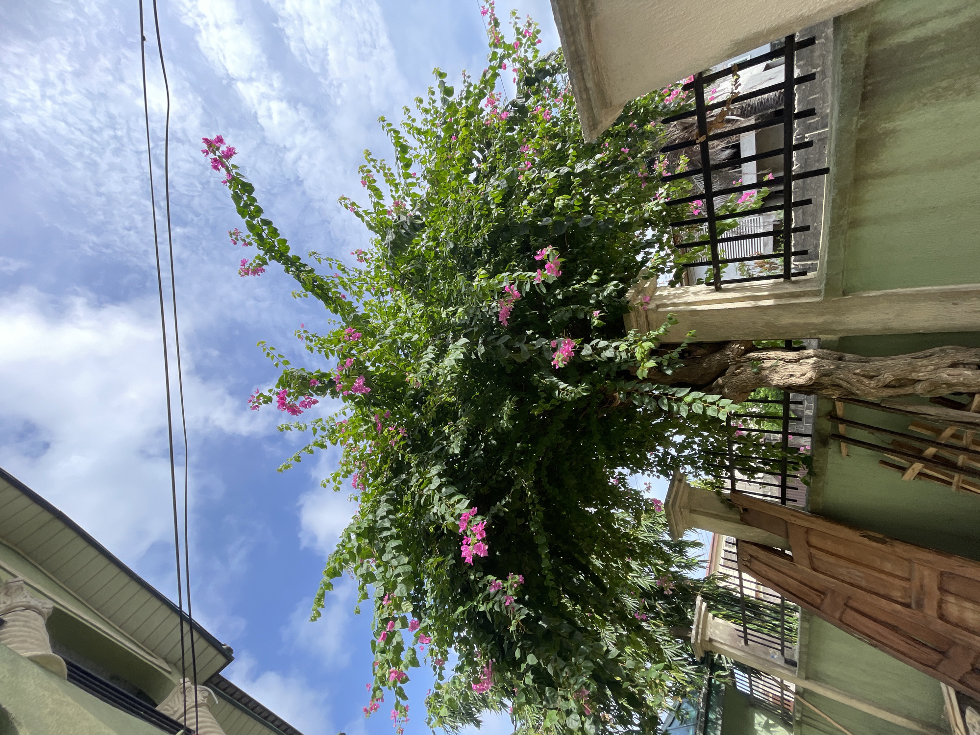 Captured from a low-angle perspective in Ado, Nigeria, the photograph reveals a dense bougainvillea bush laden with pink blossoms against a backdrop of a partly cloudy sky. The bush appears to grow adjacent to buildings. A building with a green exterior and a wrought-iron balcony is visible on one side, while the corner of another building is visible on the opposite side. Electrical lines stretch across the sky to the left of the frame.