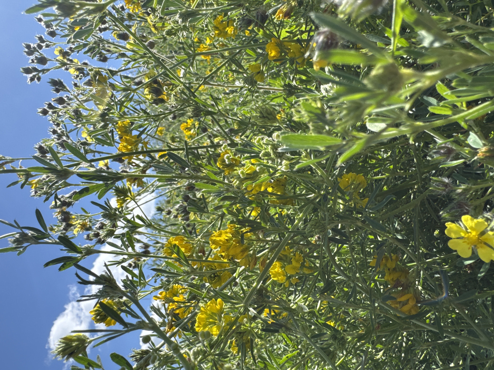 An extreme low angle, medium shot captures a dense field of small yellow flowers and green foliage against a bright blue sky with scattered white clouds. The flowers are in various stages of bloom, with some fully open and others as buds. The foliage is lush and detailed, with thin stems and elongated leaves. The scene is bathed in sunlight, creating bright highlights and some shadowed areas within the plants. The setting appears to be a natural outdoor environment.