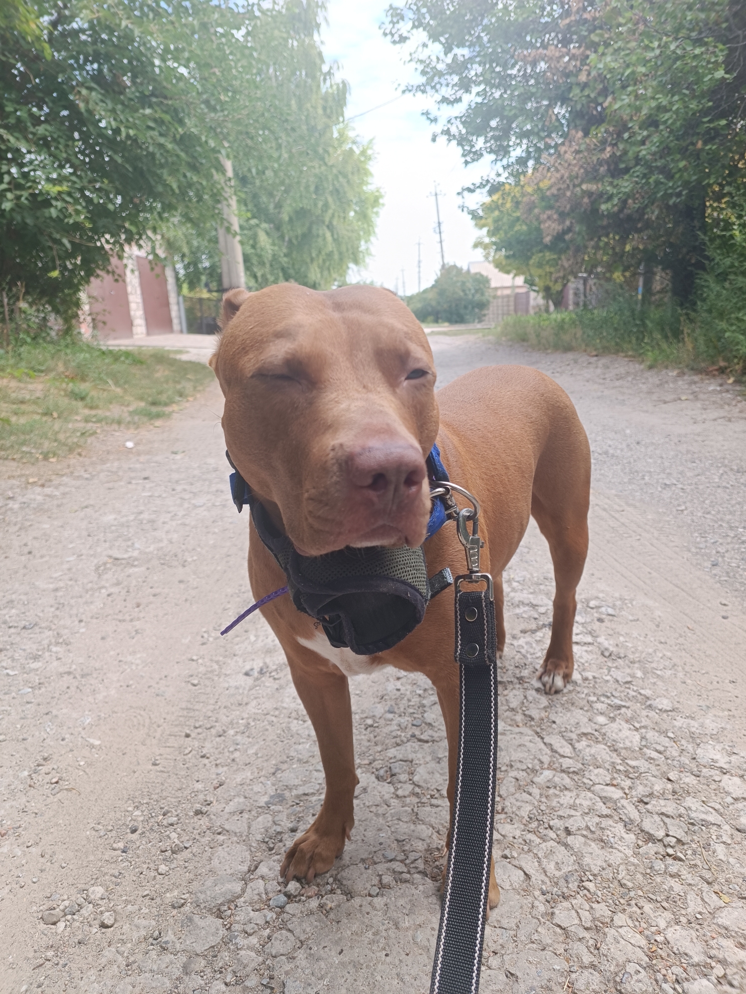 A brown pit bull is standing on a gravelly, unpaved road in an urban environment. The dog is facing the camera with its eyes partially closed and is wearing a black muzzle and a blue collar with a leash attached. The leash is black with white stitching. In the background, there are trees, a building with a reddish door, and utility poles. The overall setting appears to be a residential area within a city. The image is taken outdoors during the daytime, under an overcast sky.
