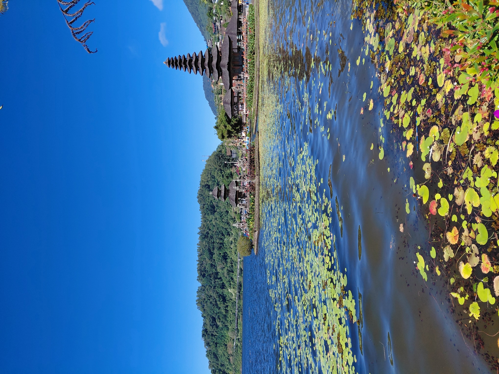 This is a vertical, medium shot of the Pura Ulun Danu Bratan temple complex on the shores of Lake Bratan in Baturiti, Indonesia. The sky is clear and bright blue, with a few wispy clouds visible in the distance. The lake is calm and reflects the blue sky, with a dense scattering of green lily pads covering the surface in the foreground and midground. The temple complex, built on a small island in the lake, features several traditional Balinese multi-tiered structures, the most prominent being a tall, dark-colored meru tower with multiple roofs. The buildings are surrounded by manicured greenery and decorative elements. In the background, a densely forested hill rises behind the temple, with a bridge visible in the distance. The overall atmosphere is serene and picturesque.