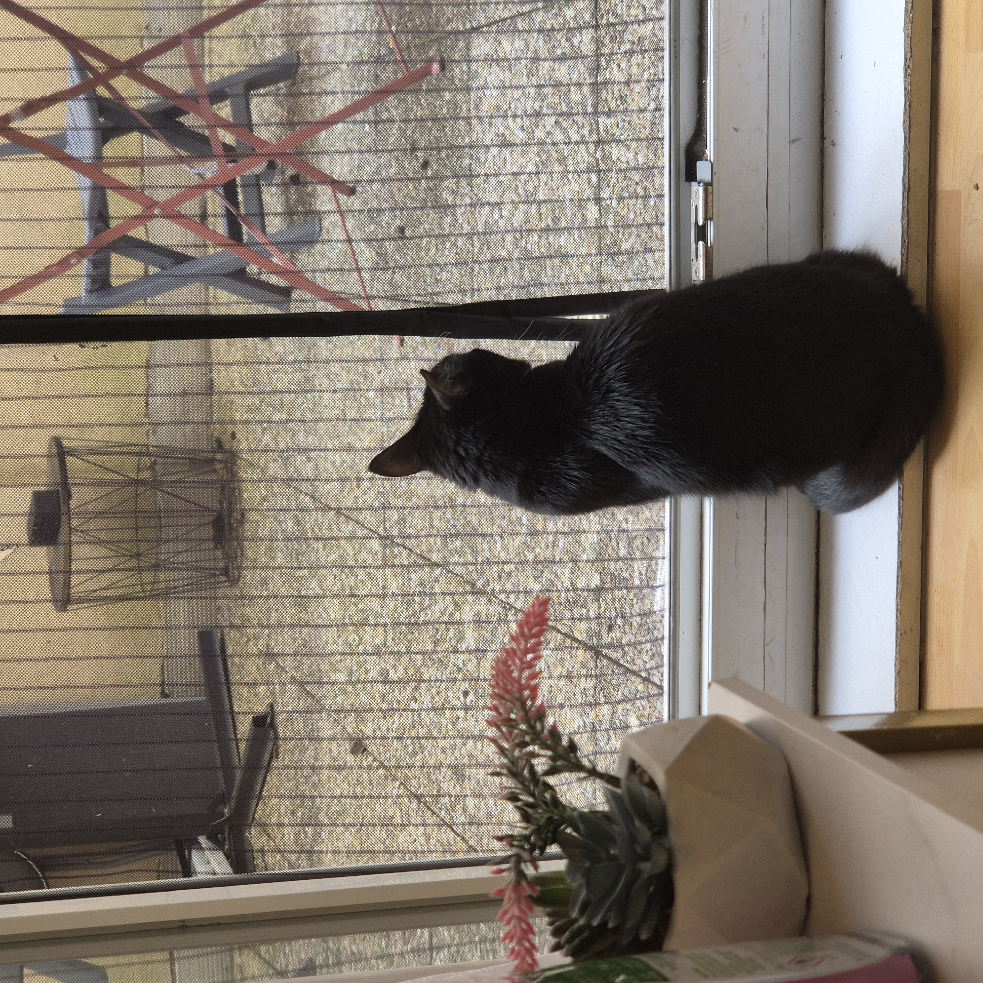 A black cat lies on a window sill, viewed from an elevated perspective. The window is covered with a screen. Visible through the screen are outdoor items including a metal chair with red accents, a bird feeder, and a dark bench. Also visible is a plant in a white geometric vase near the bottom of the frame. The window frame is white and the sill is light brown. This scene likely takes place indoors, with an outdoor view. Without additional information, it is impossible to confirm or deny that the location is in Strasbourg, France.