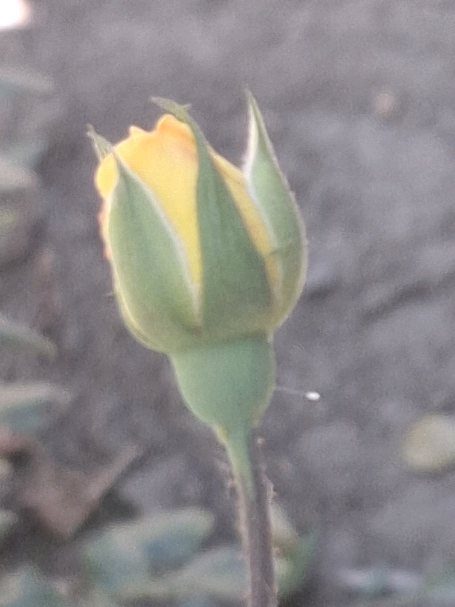 A close-up, slightly out-of-focus, vertical shot shows a yellow rosebud with green sepals. The background is blurred and consists of muted gray and green tones, possibly indicating a garden setting. The lighting suggests it may be late afternoon or early morning. The image does not provide any information about the city of Almaty, Kazakhstan, or any human presence.