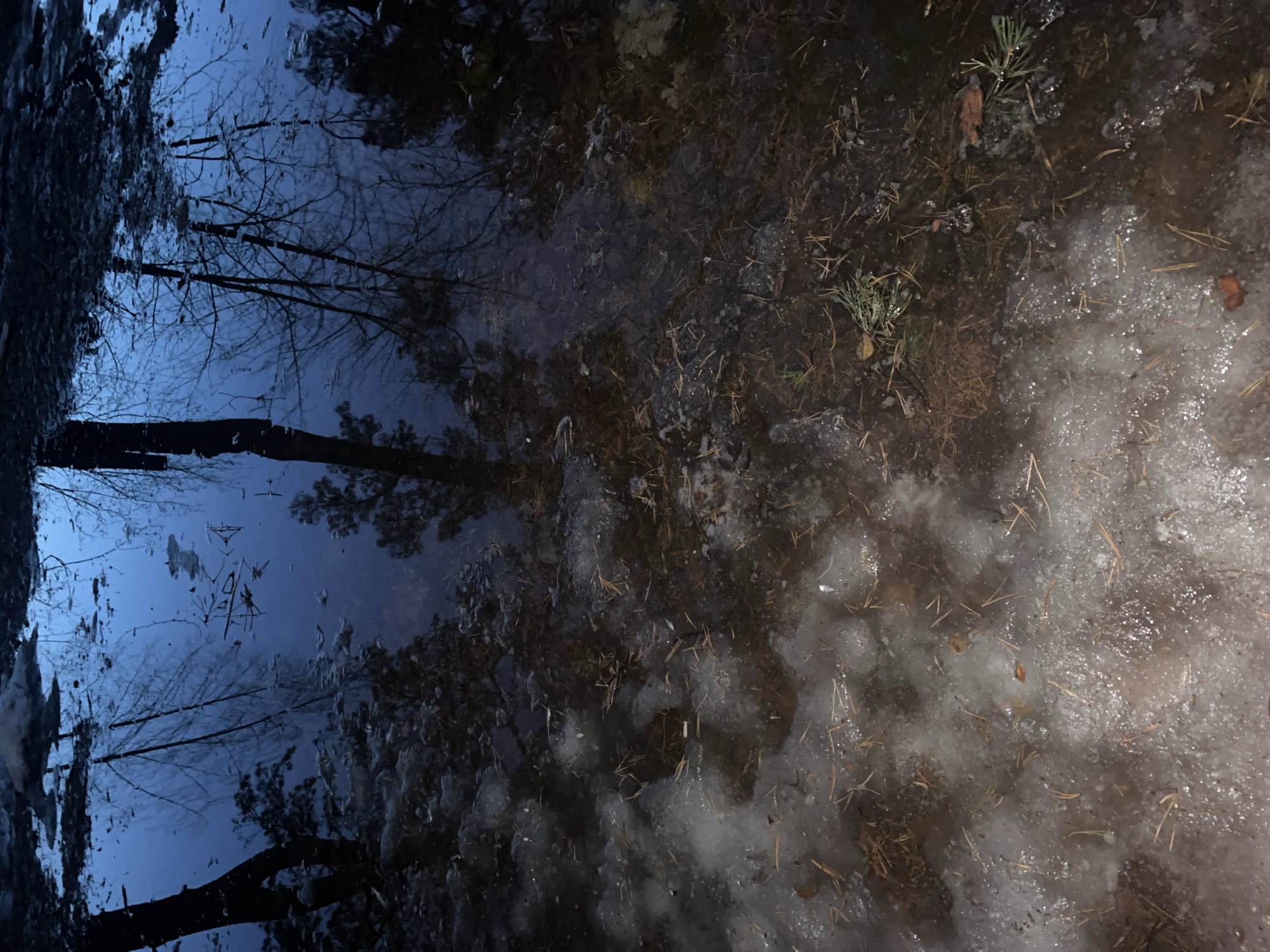 The image shows a waterlogged area in Chaikovsky, Russia, reflecting bare trees under a twilight sky. The ground is covered with a mixture of mud, ice, pine needles, and sparse vegetation. There are no people or animals visible. The scene is still and quiet.
