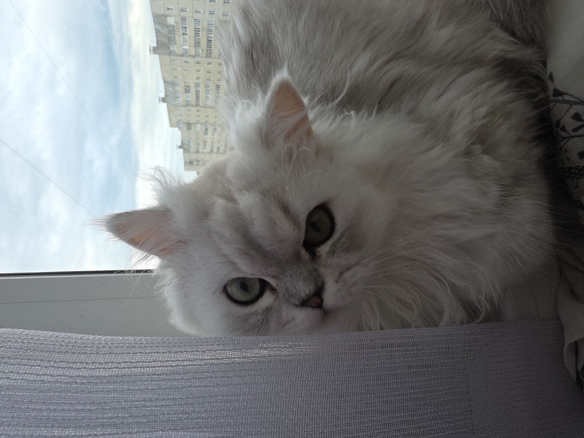 An adult, fluffy, light gray cat with green eyes is resting by a window. The cat is partially obscured by a sheer, textured white curtain on the left side of the frame. The background visible through the window shows a cloudy sky and a residential building with multiple stories, typical of the urban landscape of Novocheboksarsk, Russia. The cat is looking towards the camera with a slightly tilted head. The overall scene is indoors, near a window.